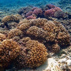 Acroporidae Coral