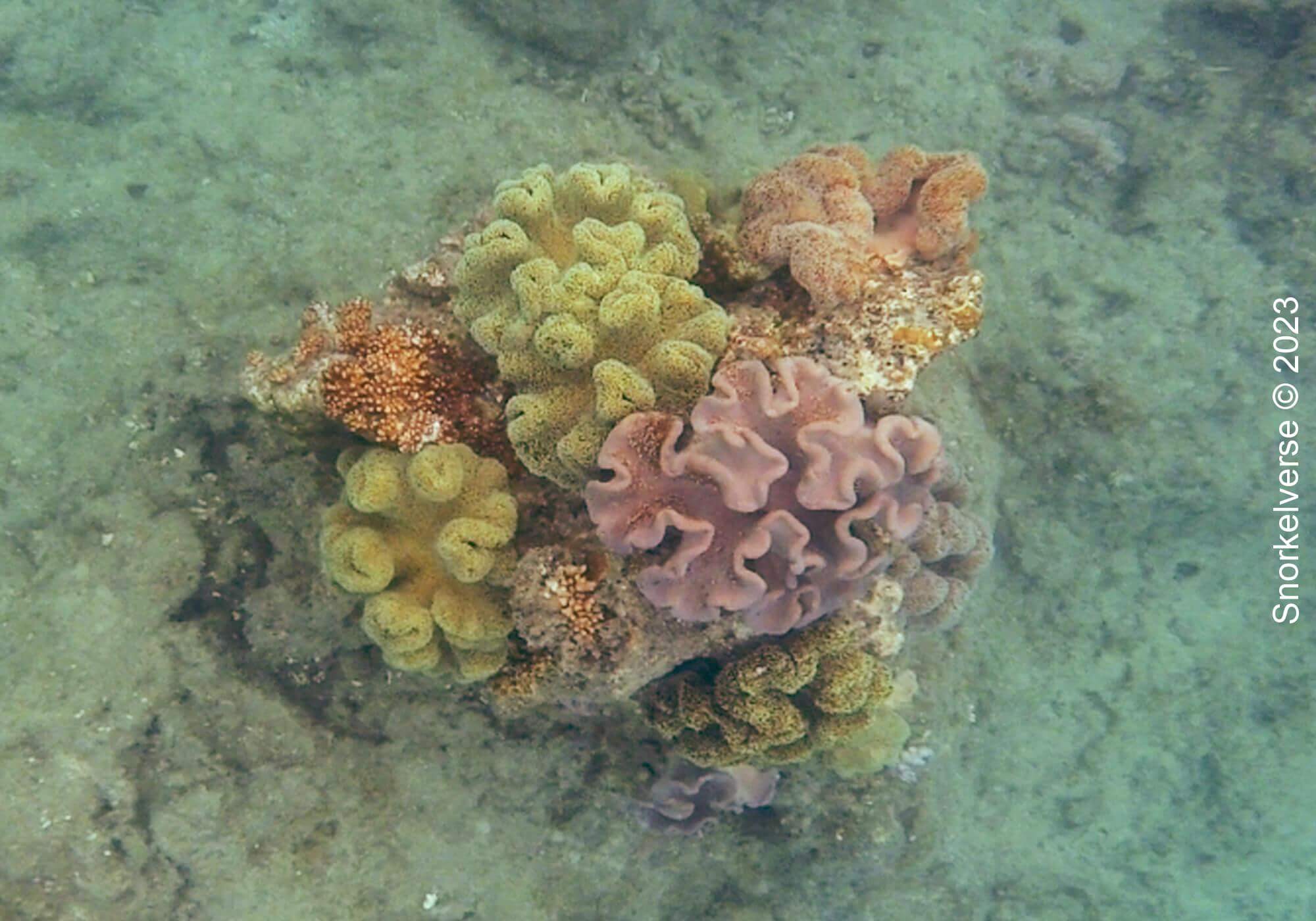 Snorkeling the tranquil Whitsunday Islands 34 Aclyoniidae Coral Reef Whitsundays