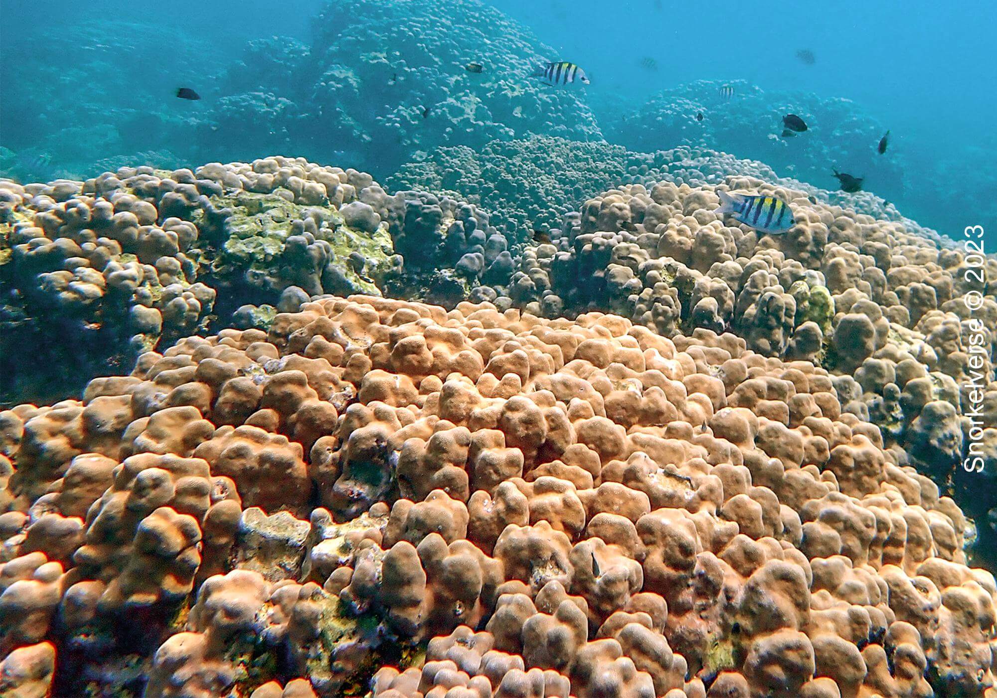 Massive Boulder Coral, Daymaniyat Islands