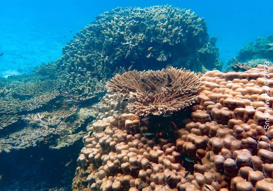 Daymaniat Islands Coral Reef