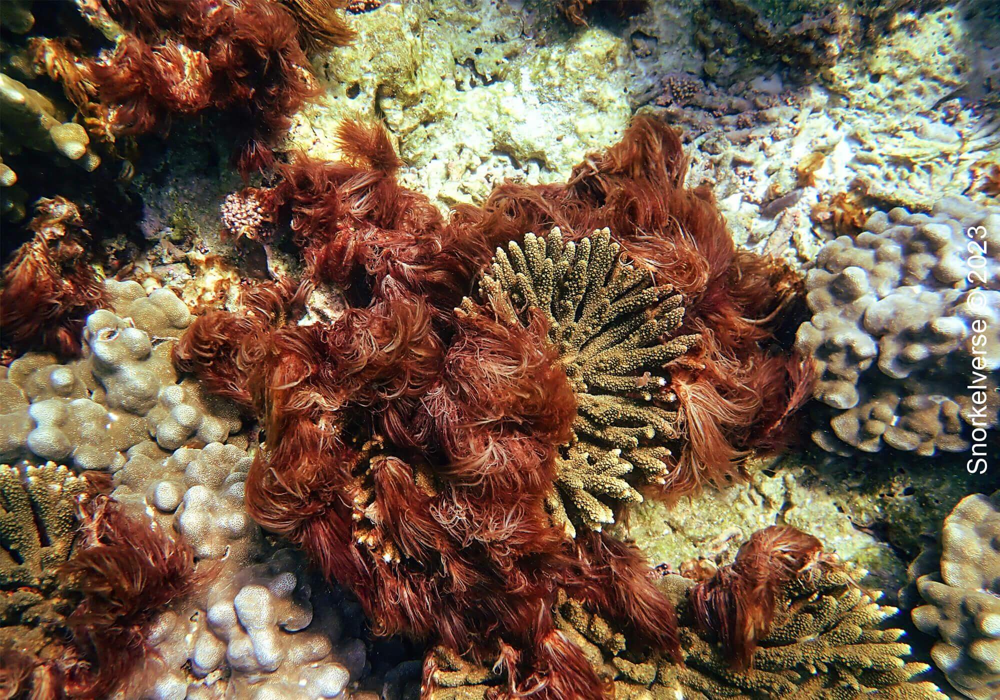 Oman Coral Diversity