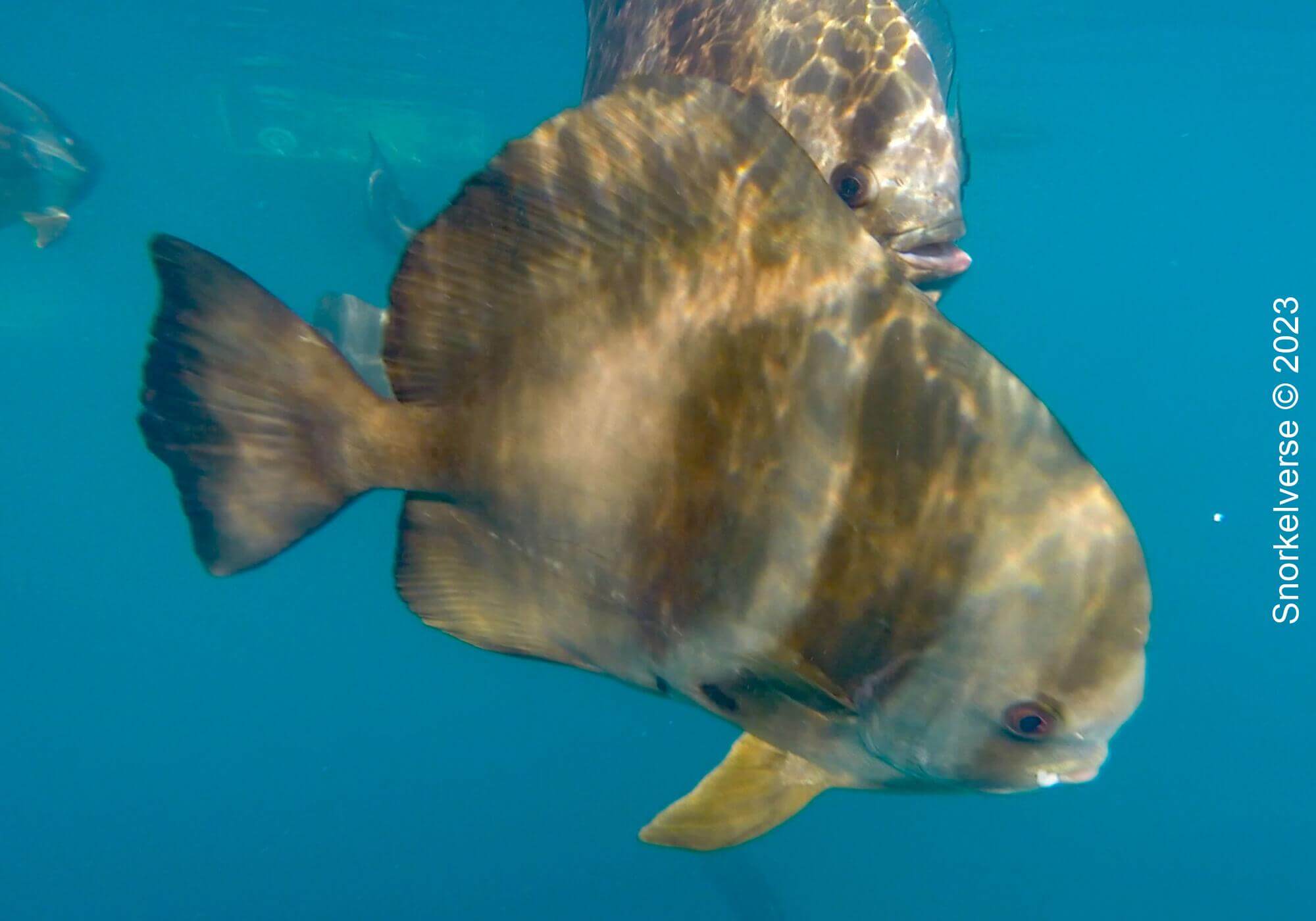 Orbicular Batfish