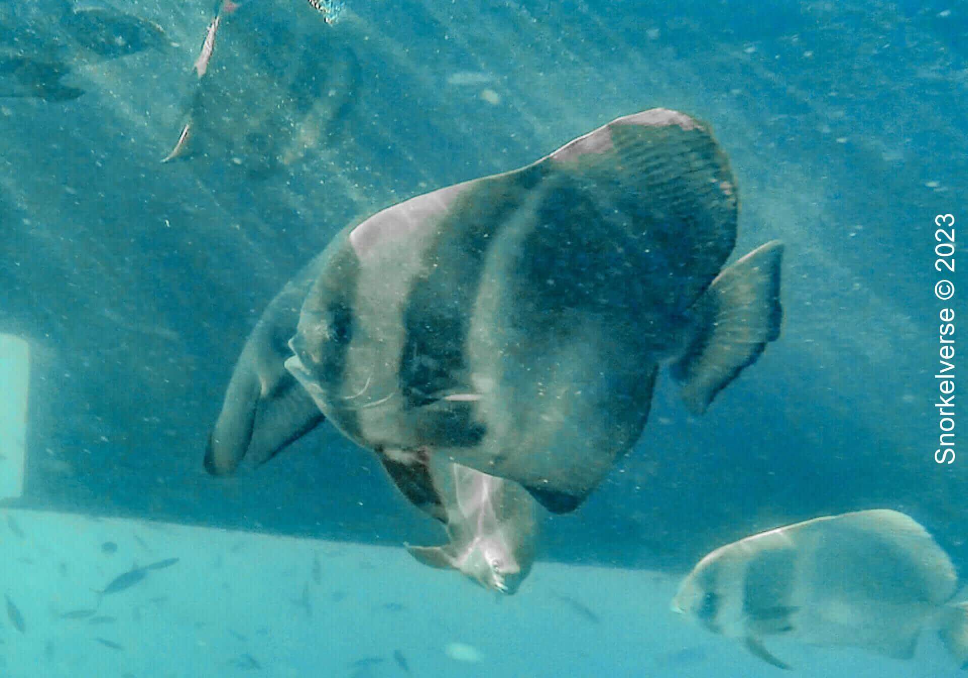 Orbicular Batfish