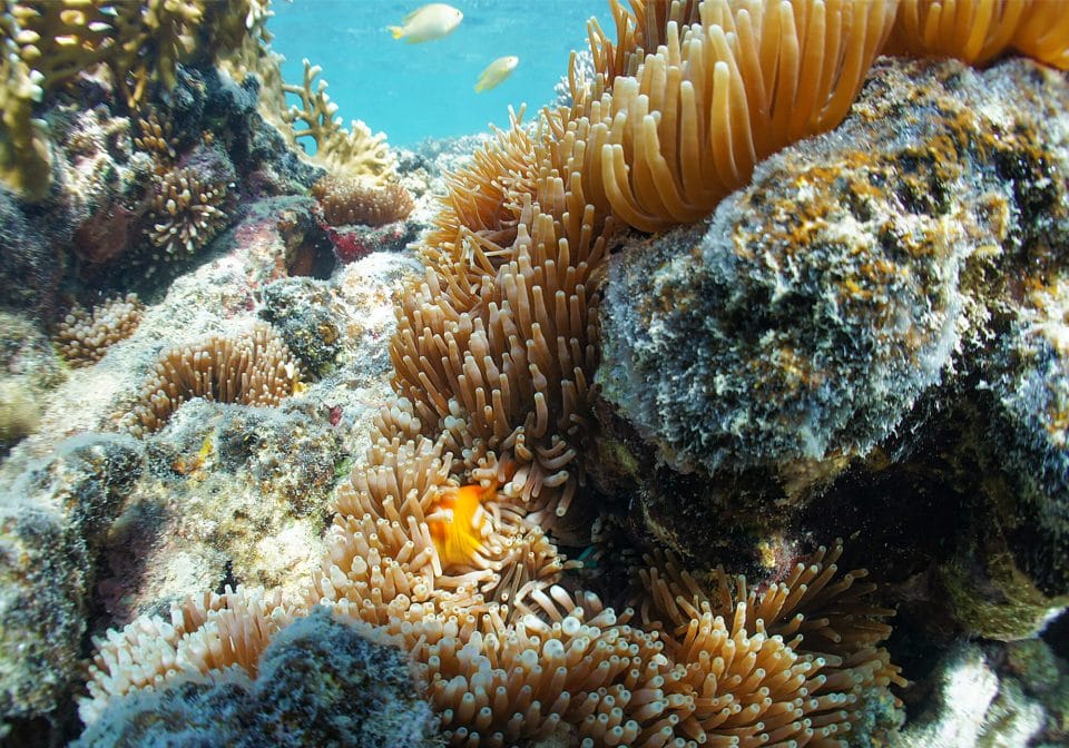 Whitsundays Coral Reef