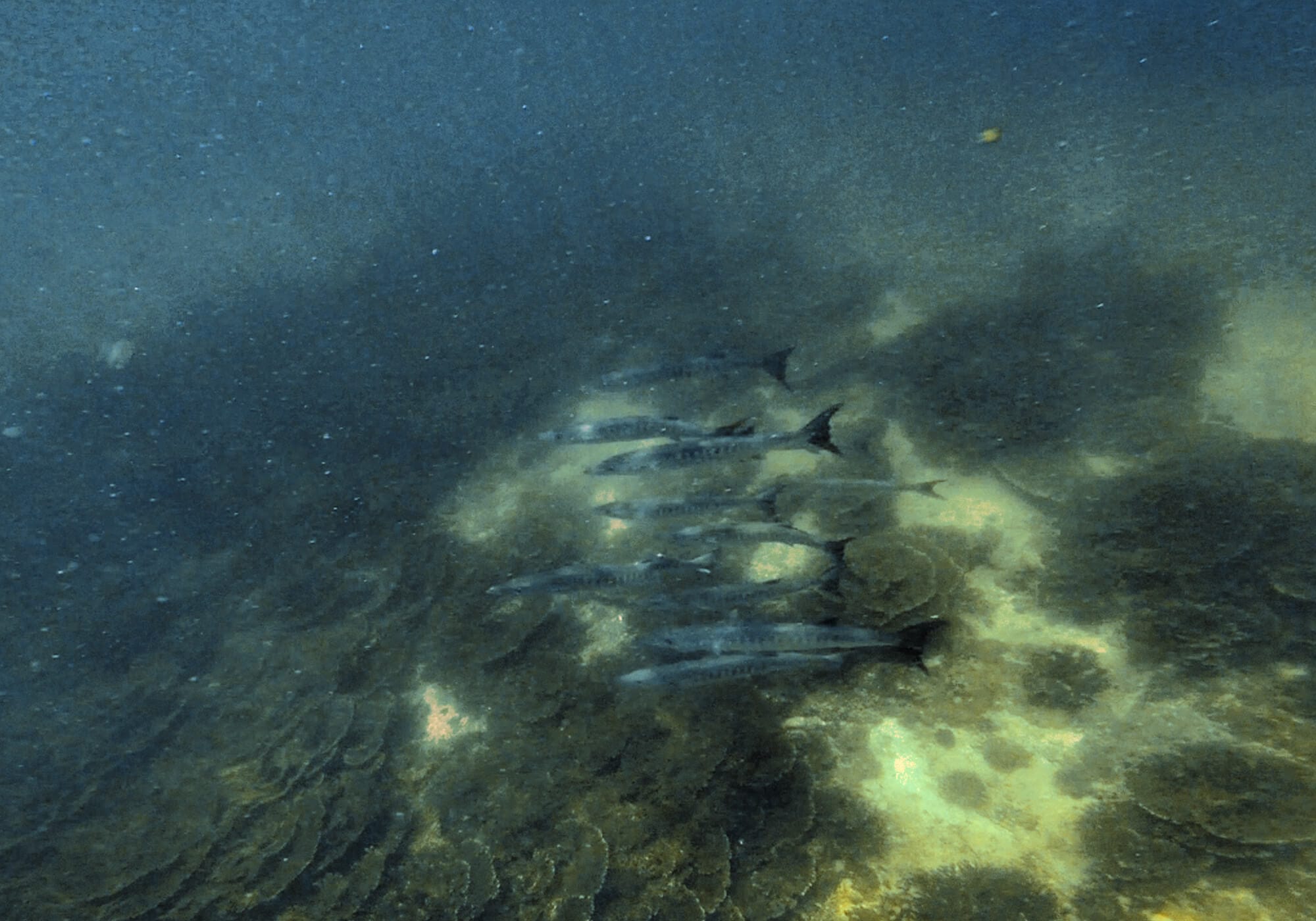 Barracudas, Fahal Island, Oman