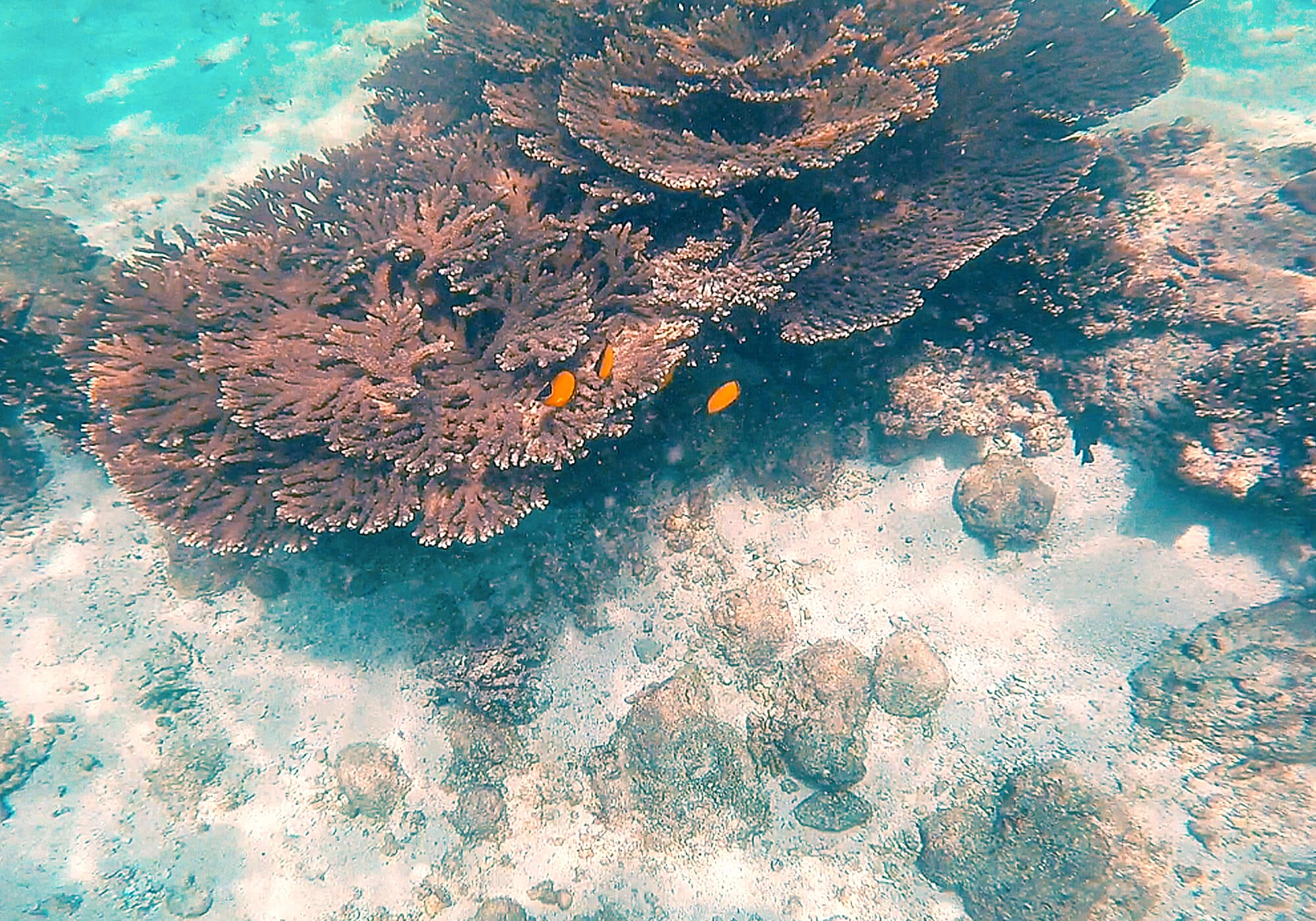 Table Coral, Fahal Coral