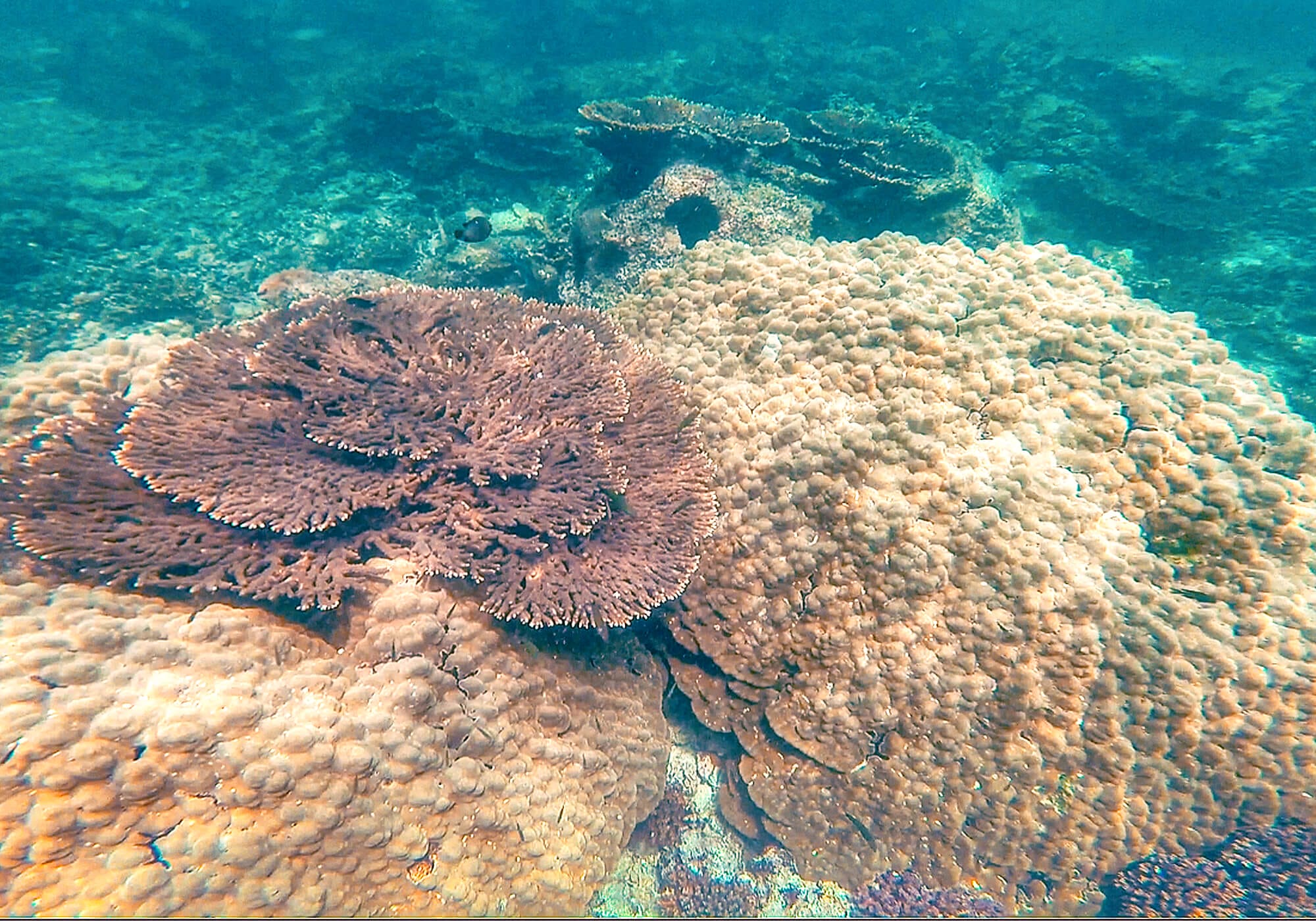 Coral Reef, Fahal Island