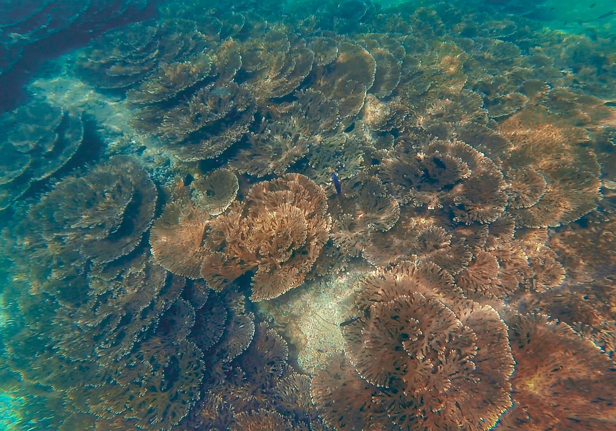 Table Coral, Fahal Island