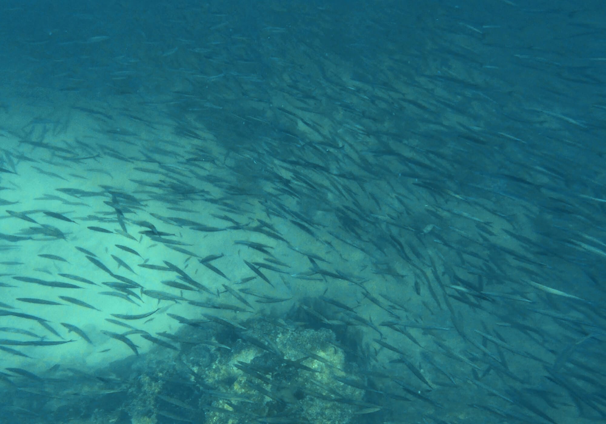 Giant school of fish, Fahal Island