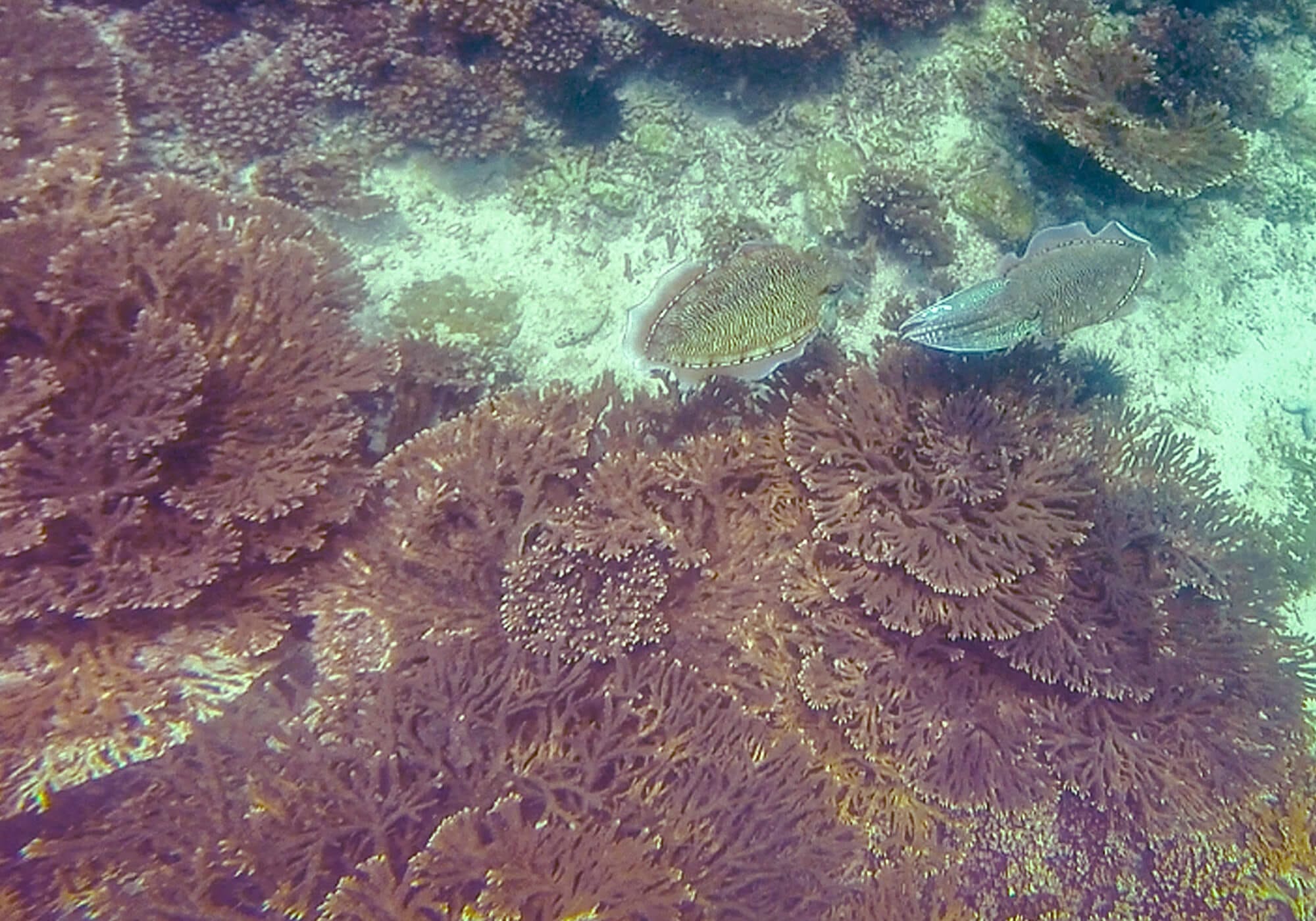 Cuttlefish, Fahal Island