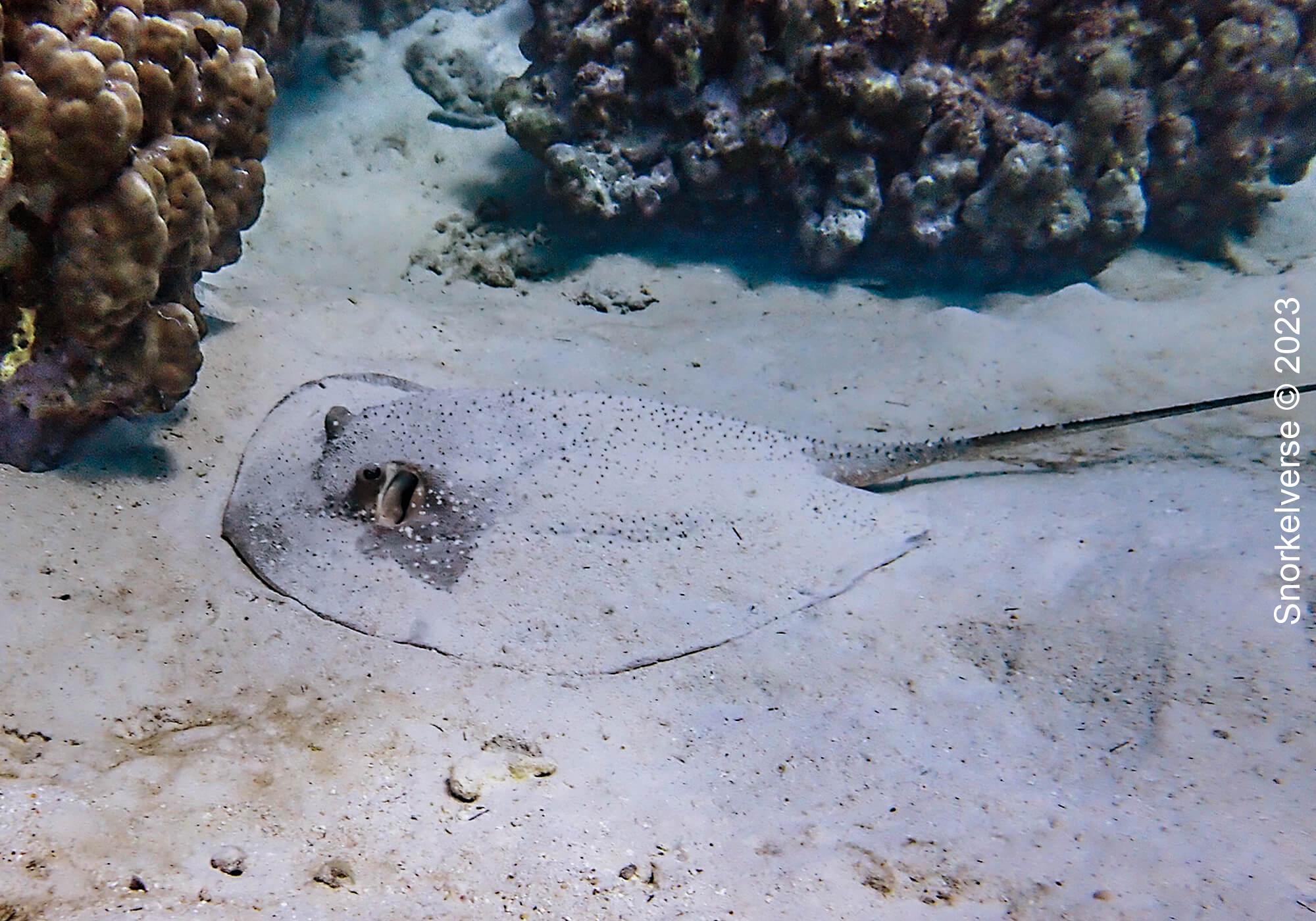Porcupine Ray 1 Porcupine Sting Ray