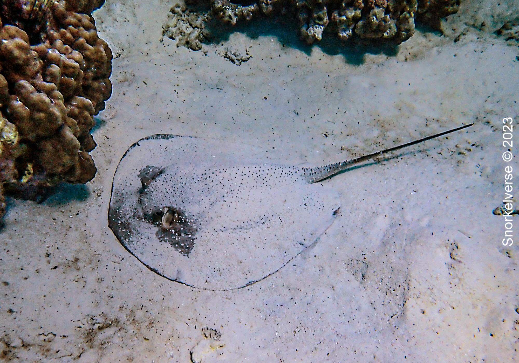 Porcupine Ray