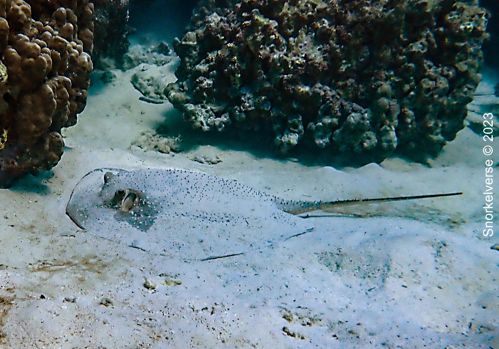 Porcupine Ray