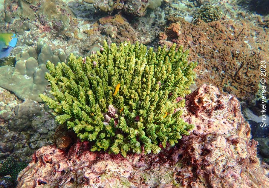 Green Acroporidae Coral at Maya Bay