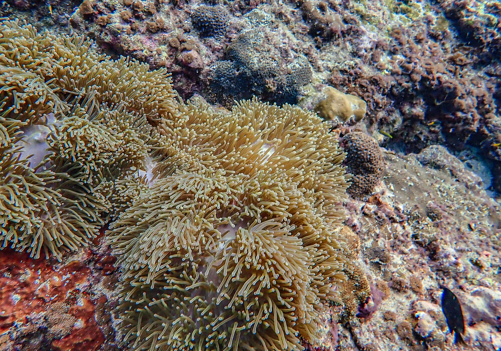 Anemone drifting in the current at Maya Bay