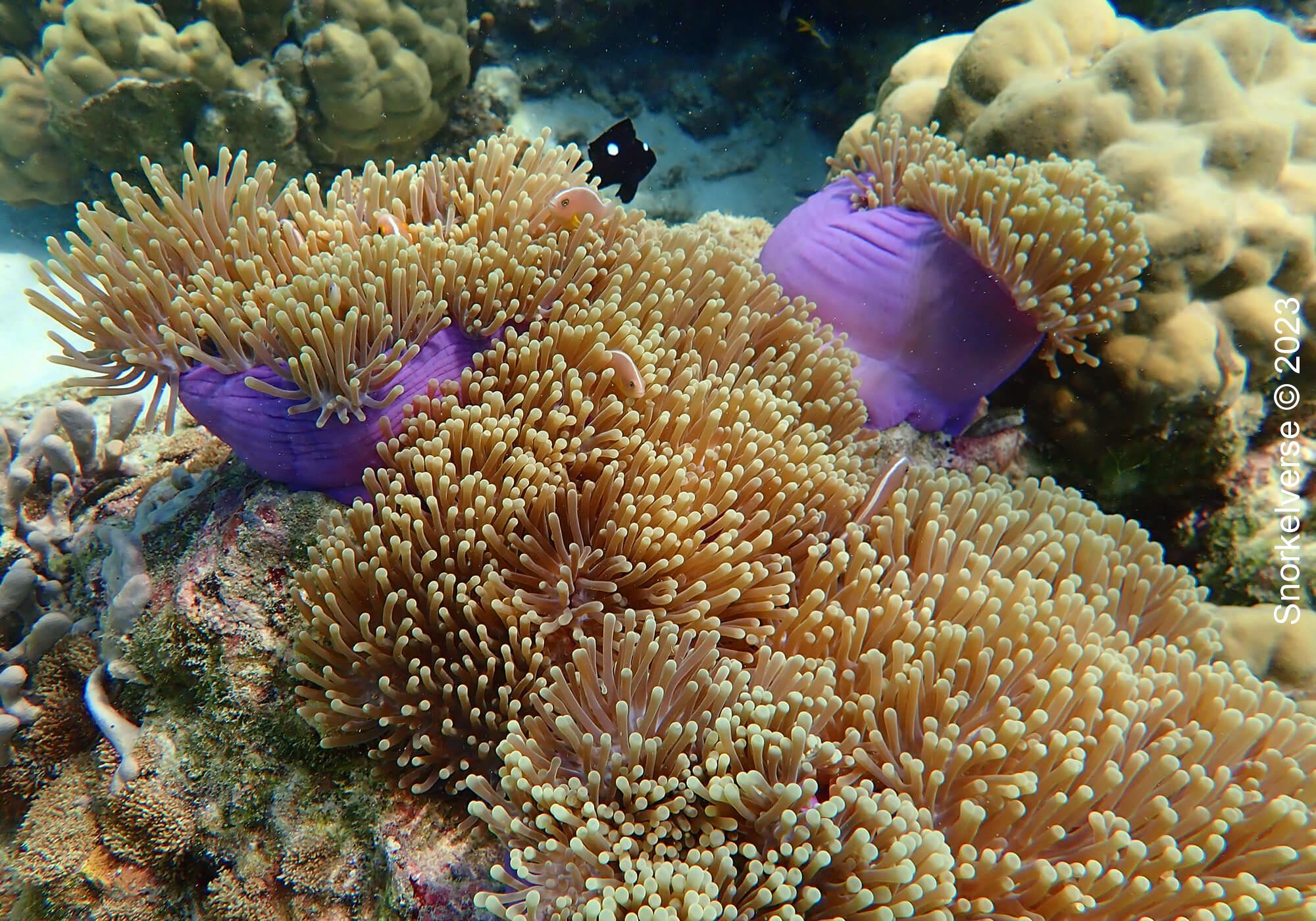 Anenomefish in the Anemone