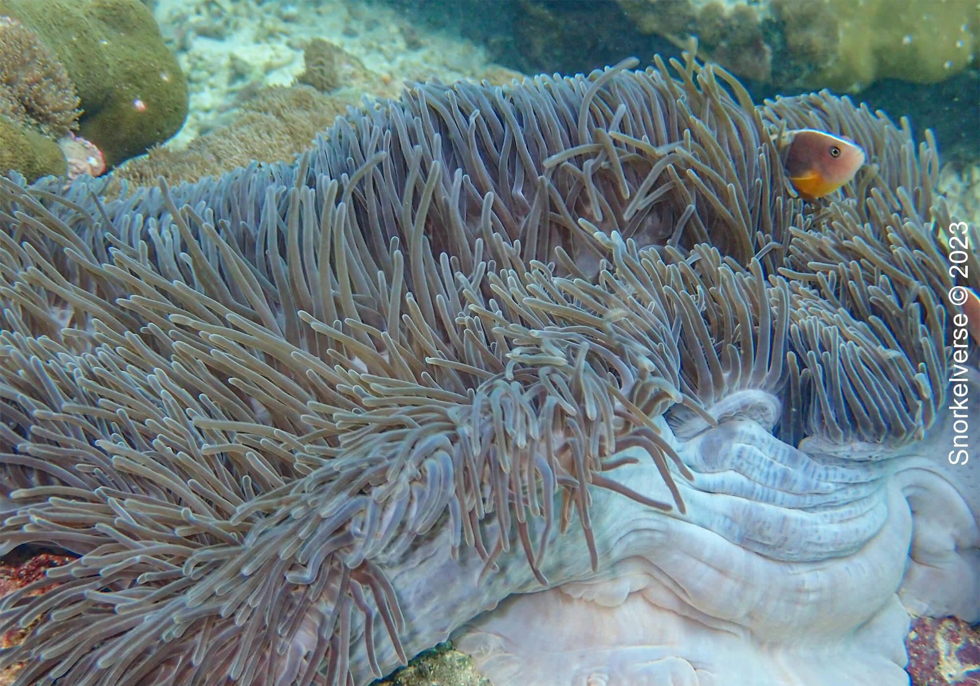 Anemonefish at Pileh Lagoon