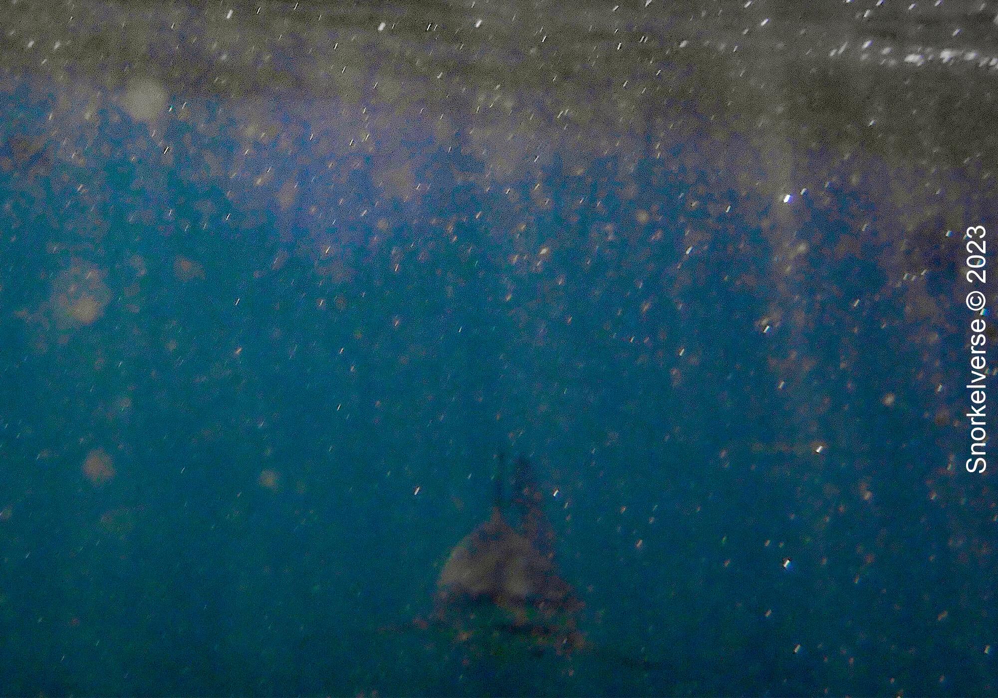 Snorkeling with Blacktip's at Shark Point, Phi Phi Islands 38 Blacktip Head On Shark Point