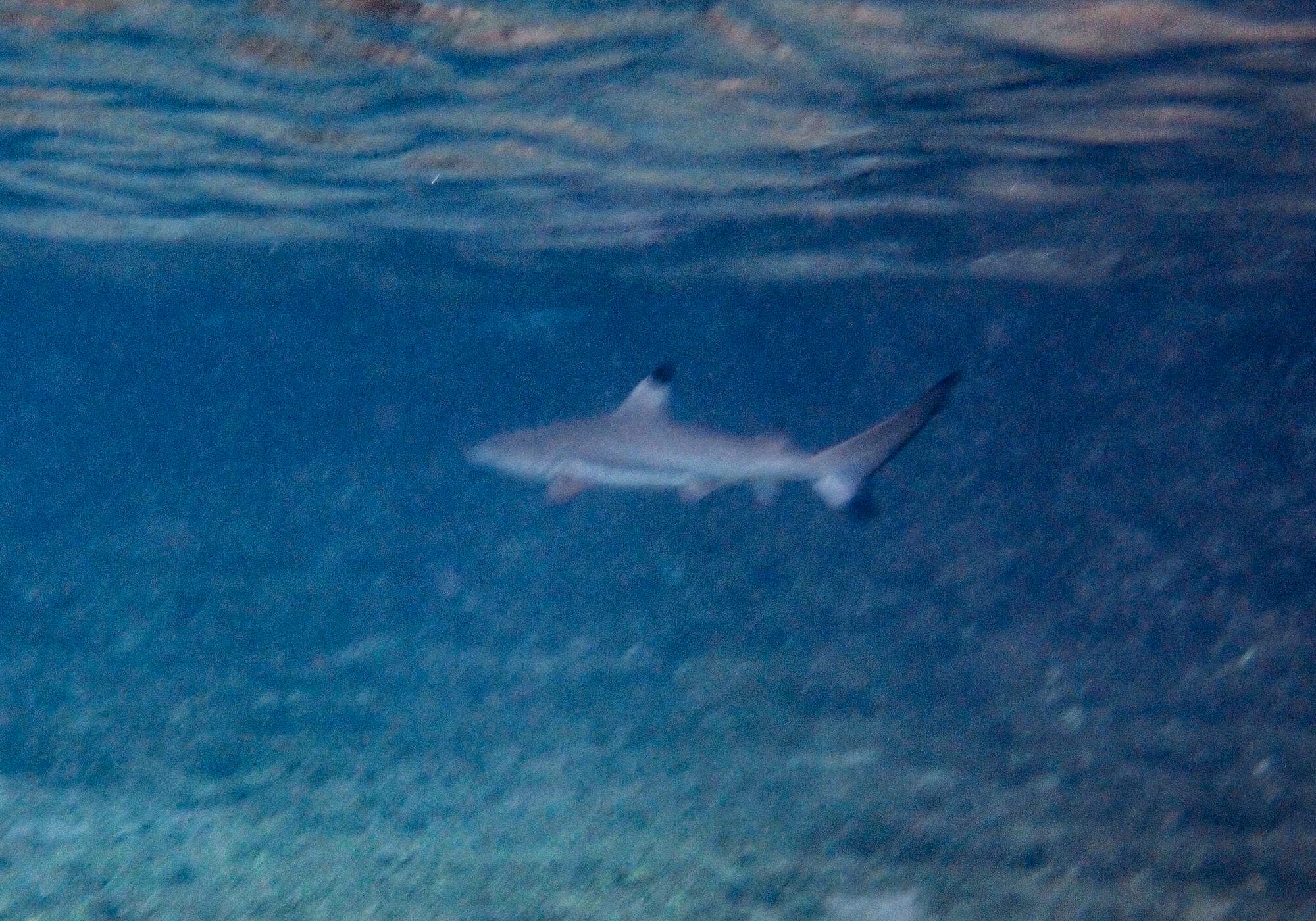 Juvenile Blacktip Reef Shark cruising in Maya Bay