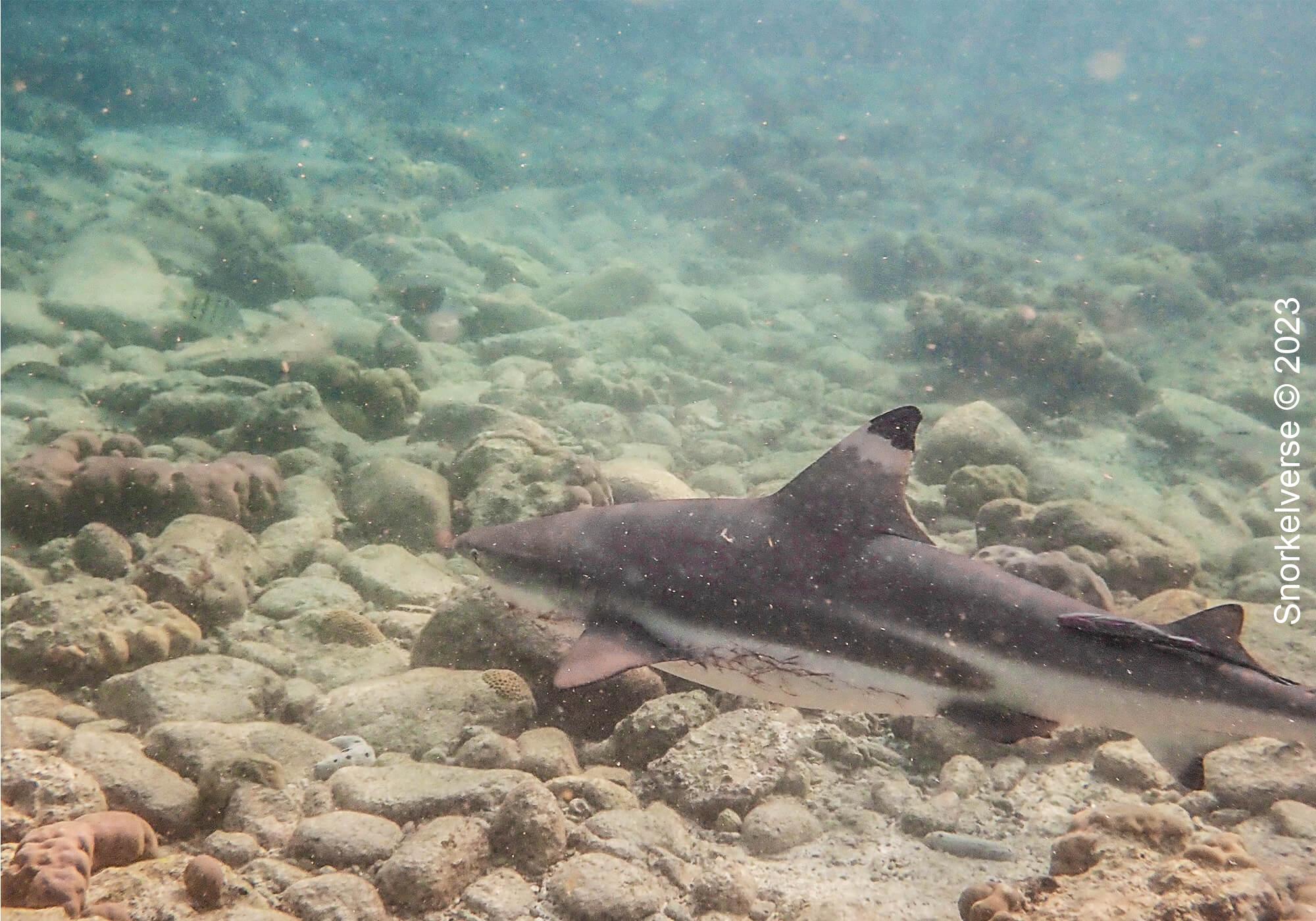 Juvenile Blacktip Reef Shark, Shark Point, Phi Phi Islands, Thailand