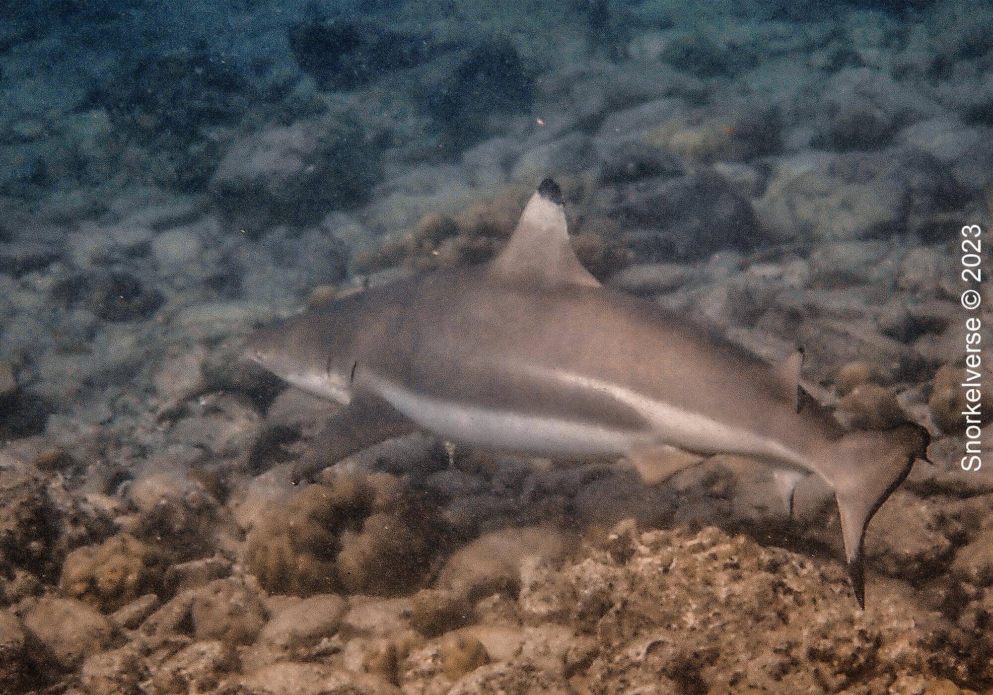 Snorkeling with Blacktip's at Shark Point, Phi Phi Islands 31 Blacktip Shark Point