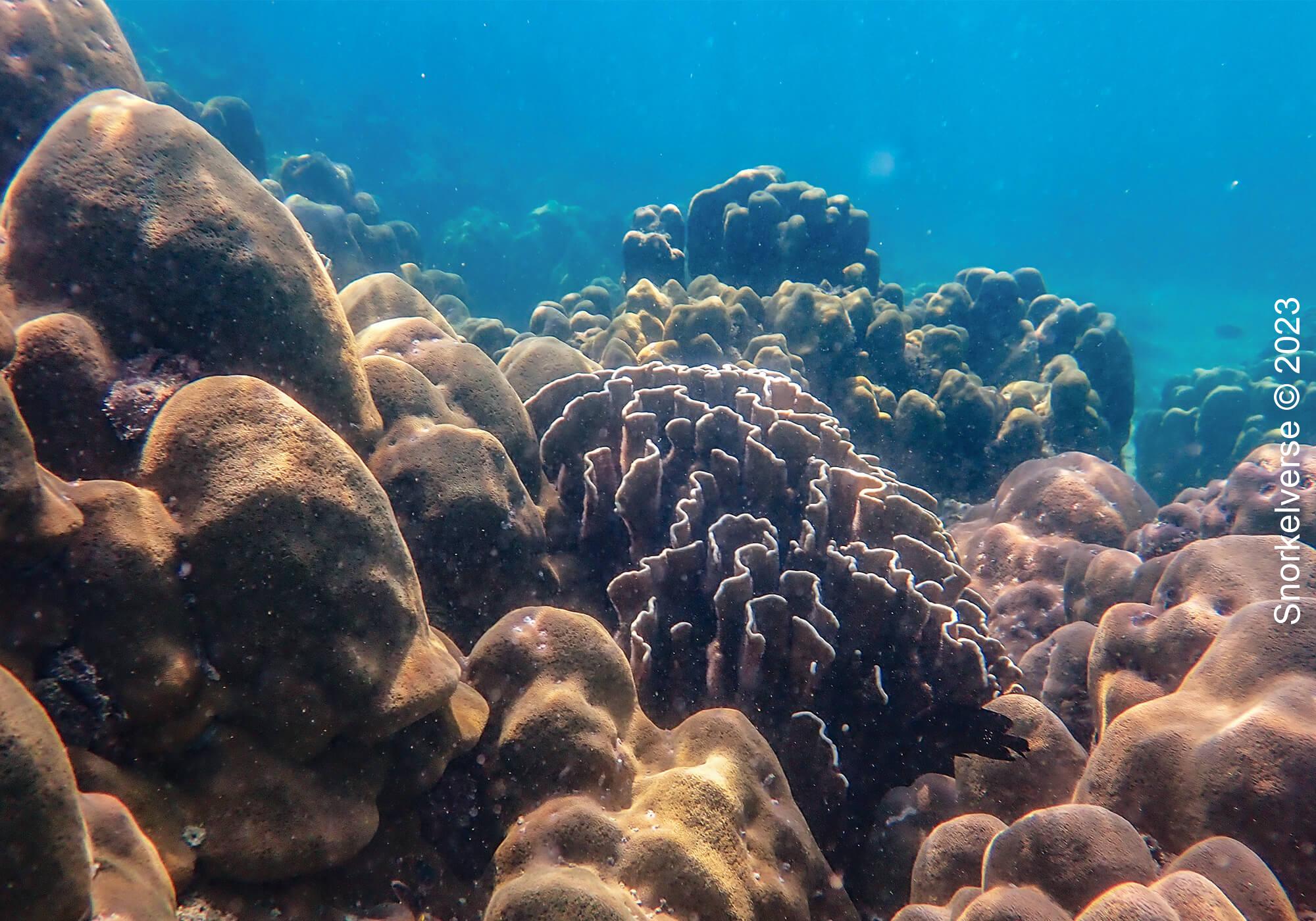 Snorkeling the underwater rainforest of Bamboo Island, Phi Phi Islands 25 Blue Coral Bamboo Island 1