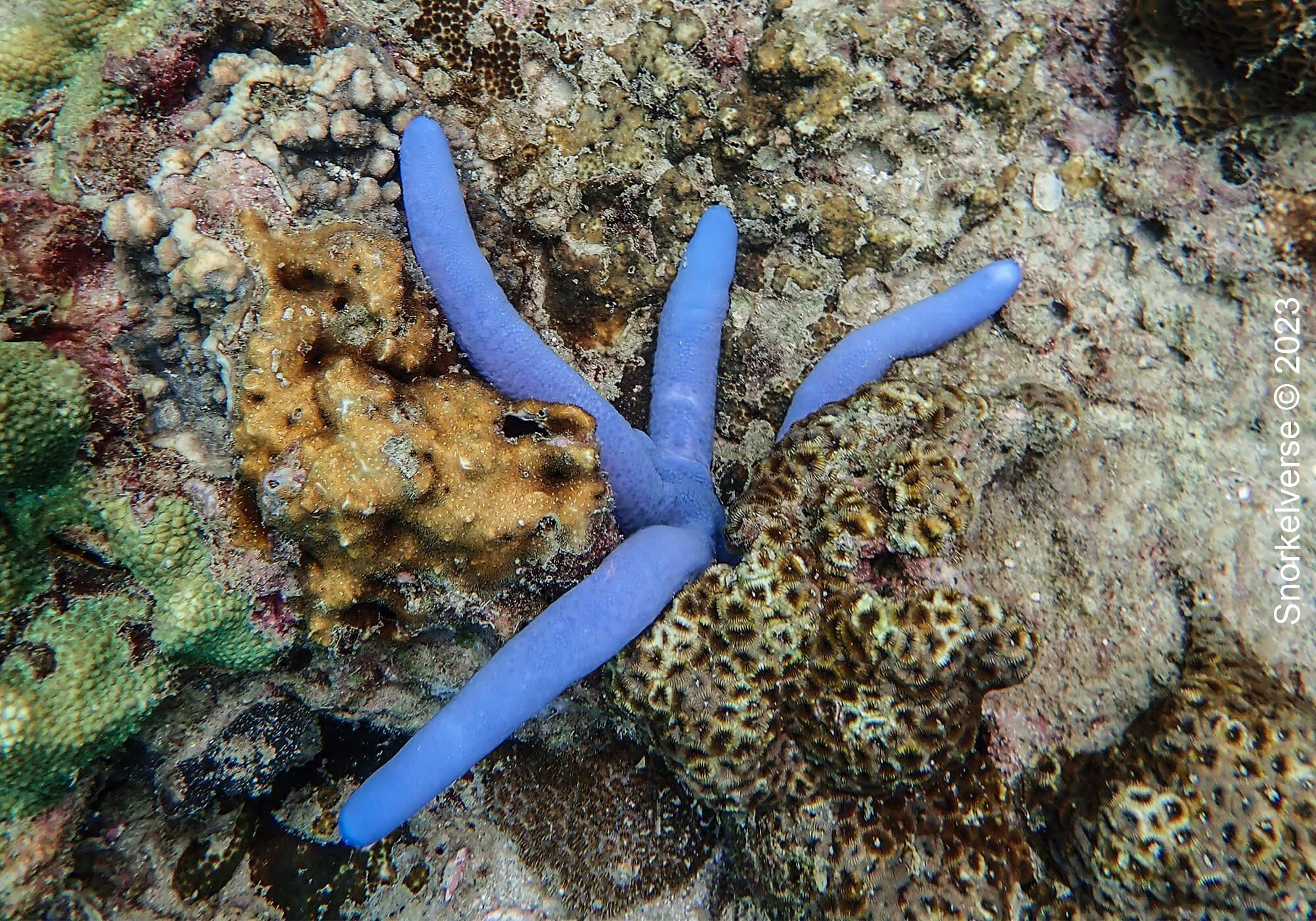 Blue Star Fish, Phi Phi Islands