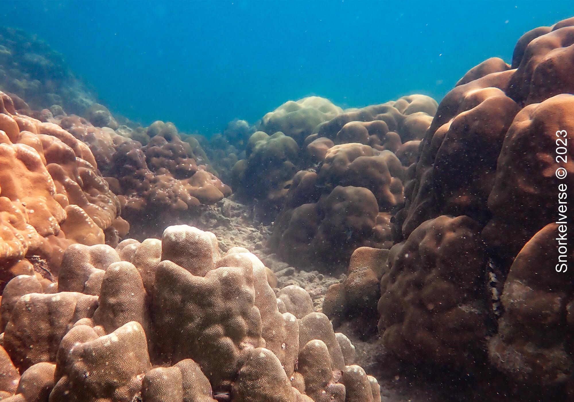 Snorkeling the underwater rainforest of Bamboo Island, Phi Phi Islands 24 Boulder Coral Bamboo Island 2