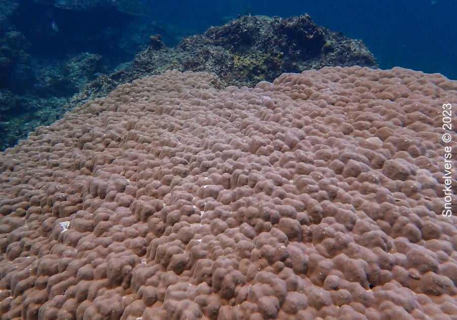 Massive Boulder Coral at Maya Bay