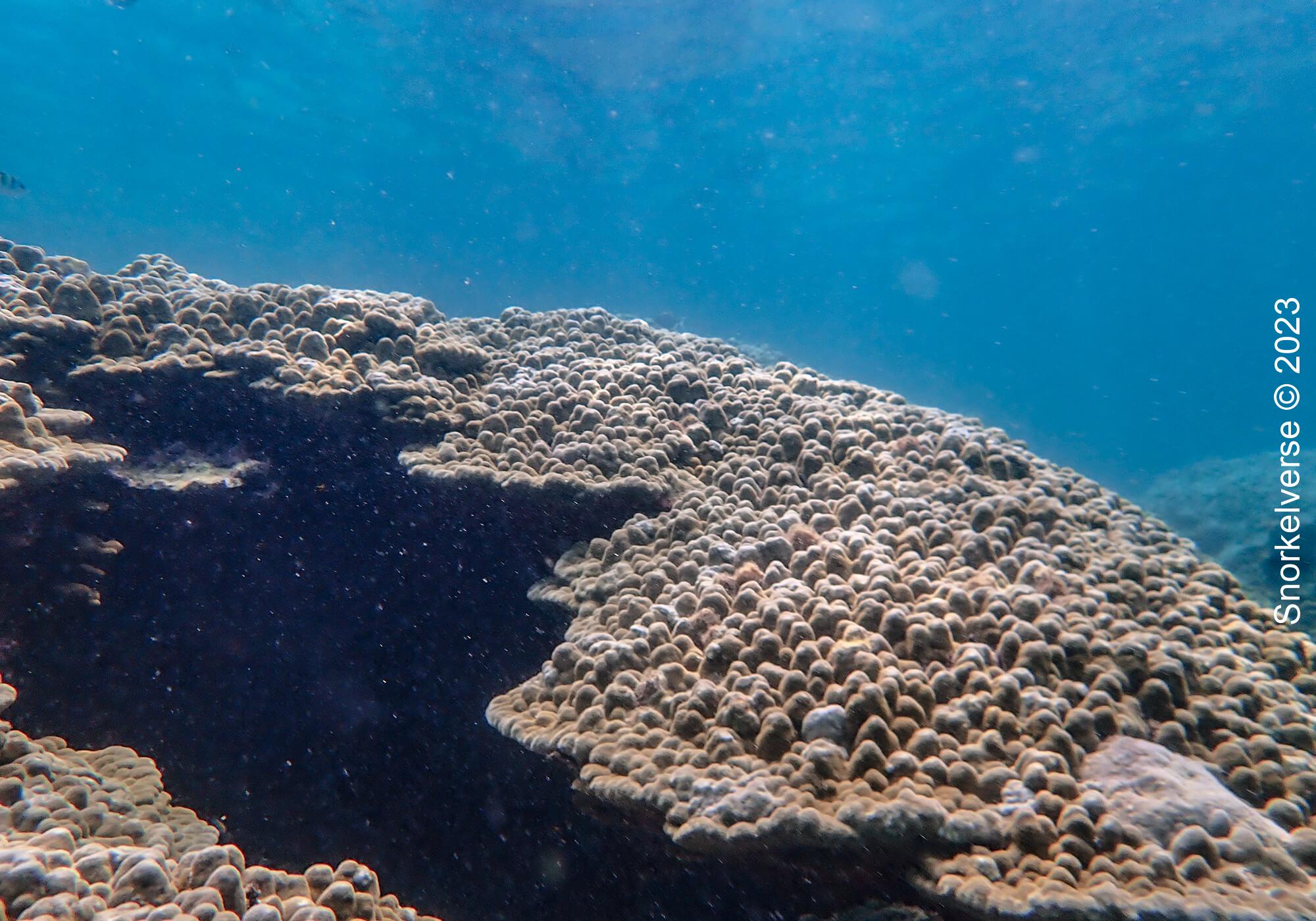 Snorkeling Viking Cave in Phi Phi Islands 29 Boulder Coral, Phi Phi Islands