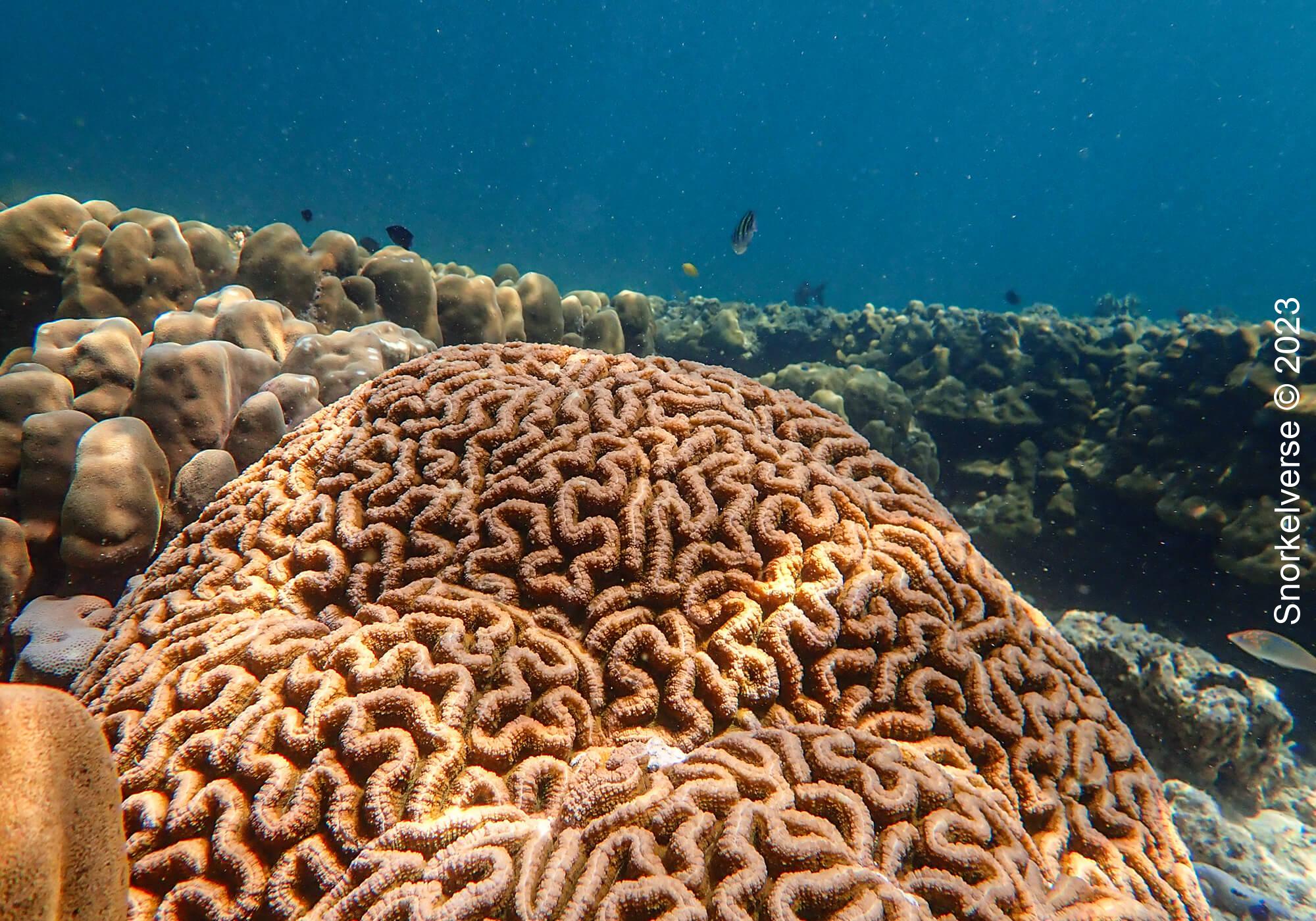 Maze Brain Coral, Koh Rok Noi, Koh Lanta National Park