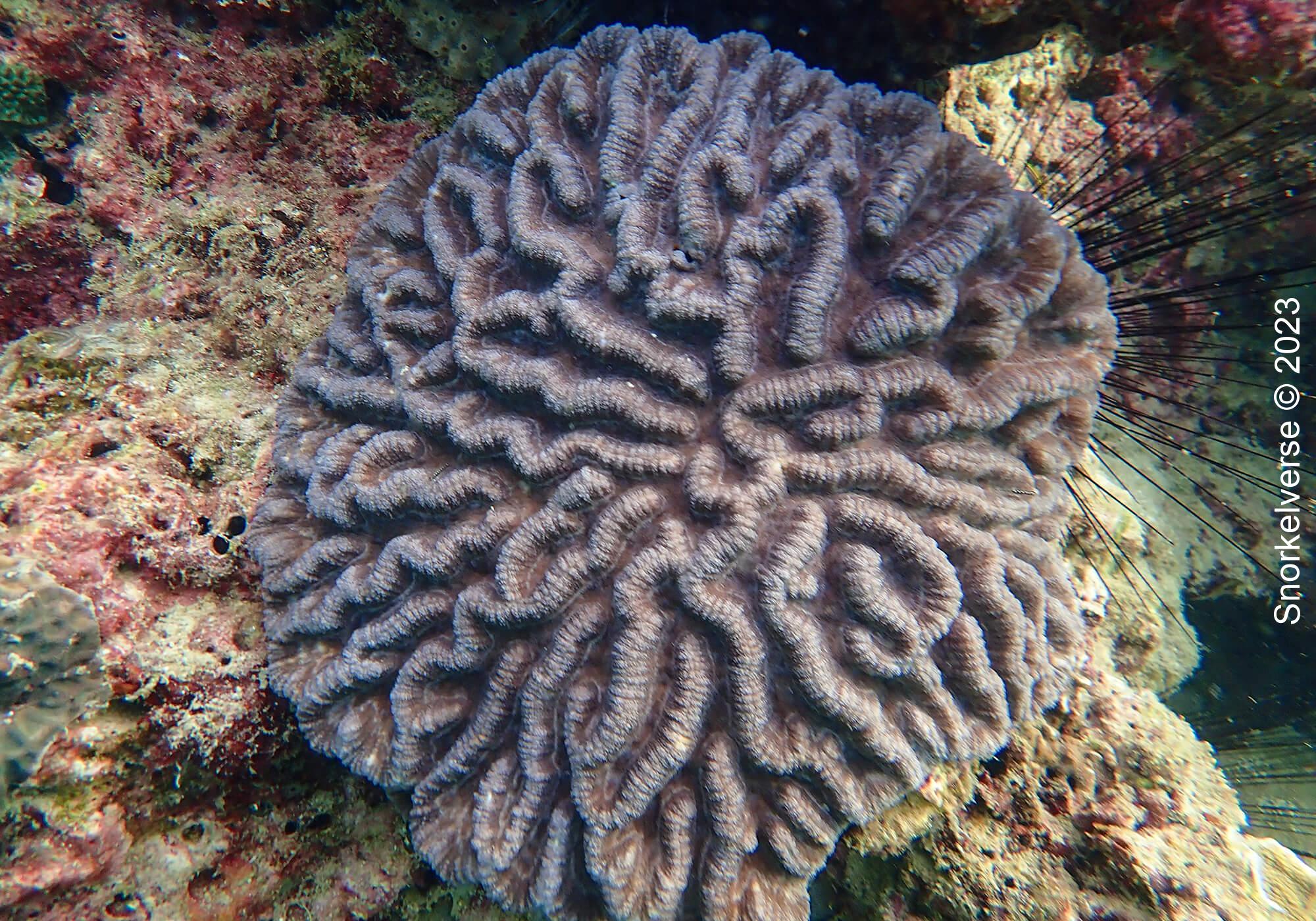 Brain Coral