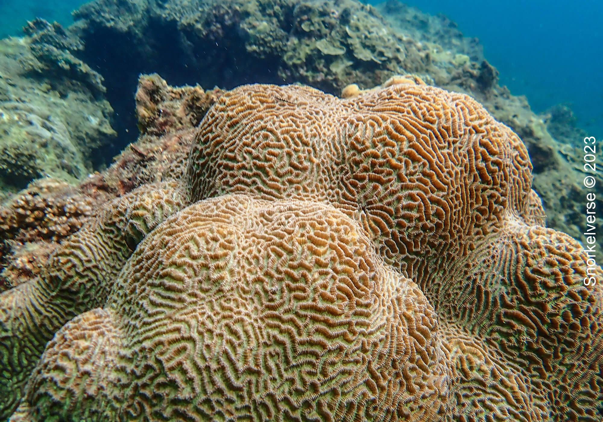 Mazed Brain Coral, Nui Beach
