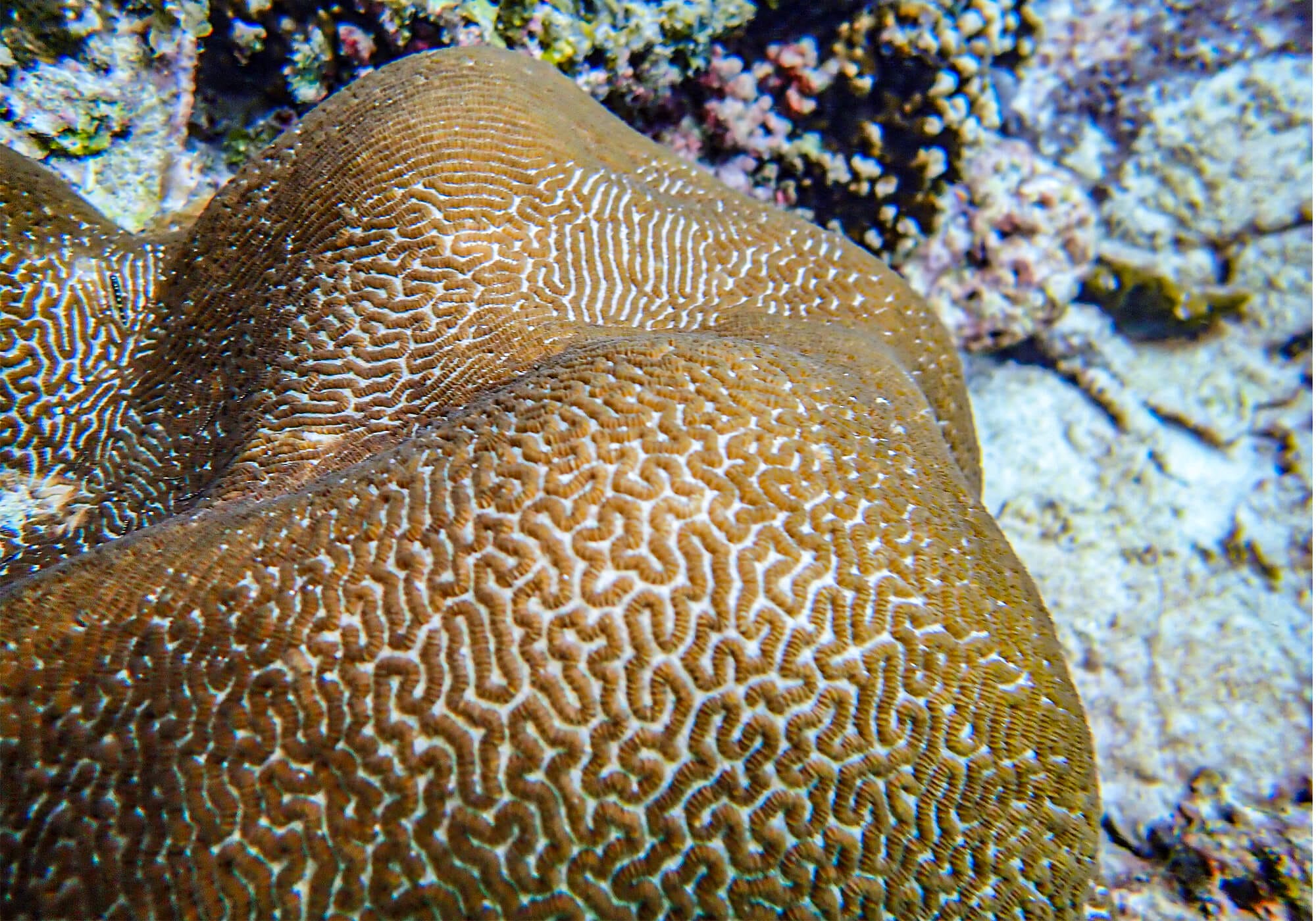 Brain Coral at Pileh Lagoon