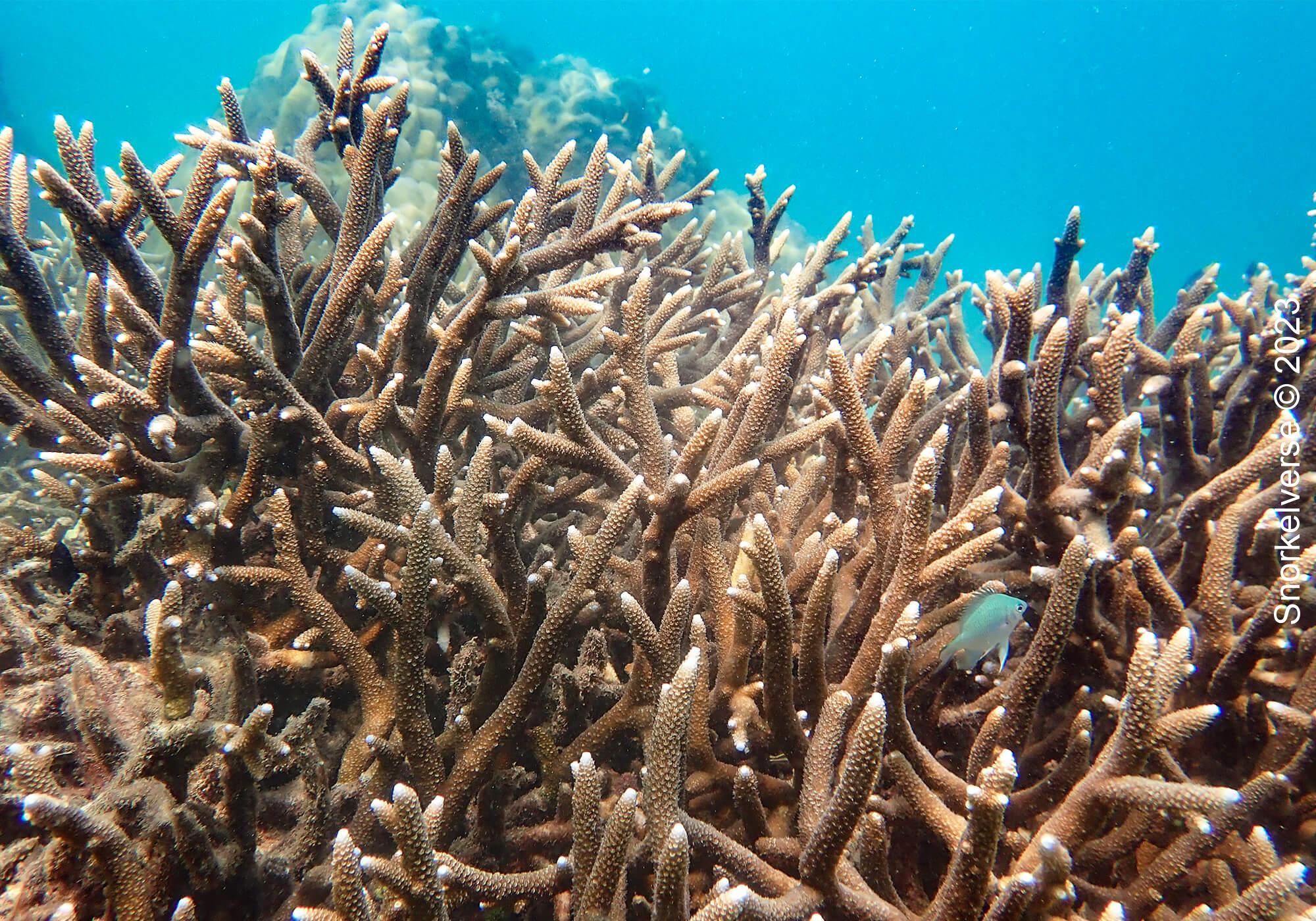 Staghorn Bamboo Coral, Bamboo Island