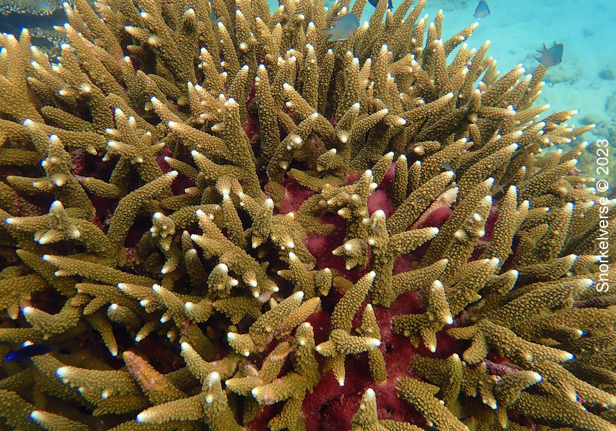 Snorkeling with Leopard Sharks' at Loh Lana Bay, Phi Phi Islands 36 Branch Coral