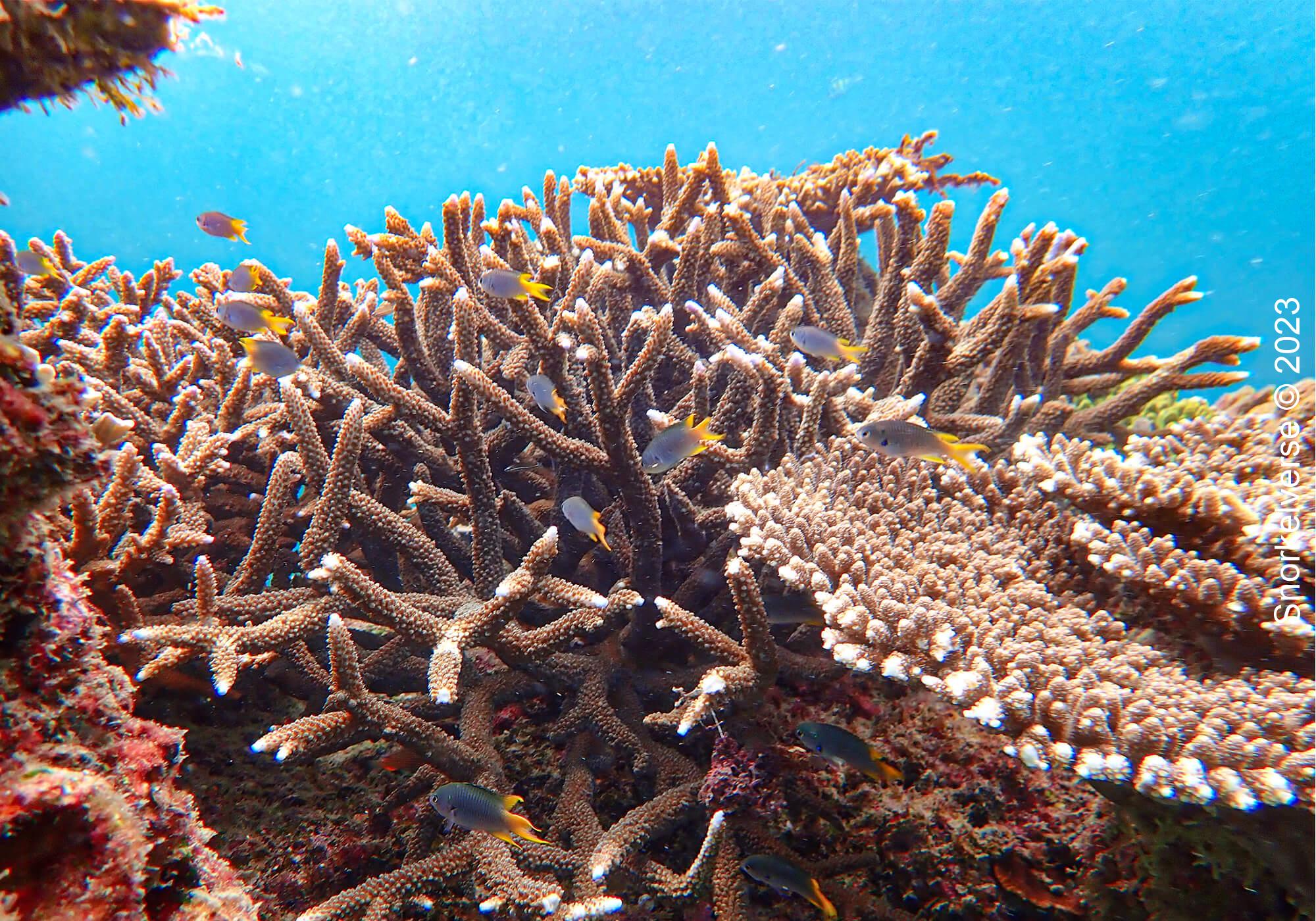 Branch Coral, Nui Beach