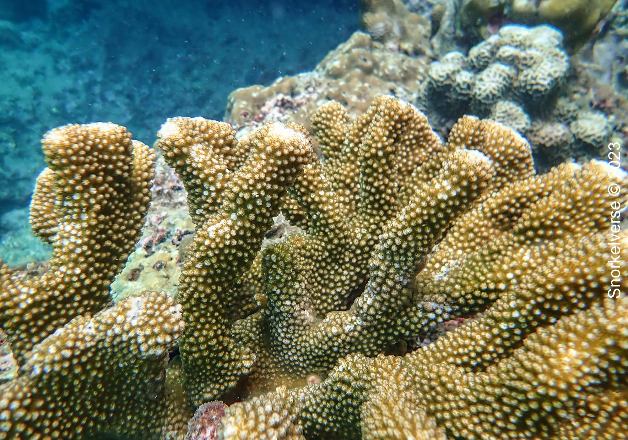 Branch Coral, Phi Phi Islands