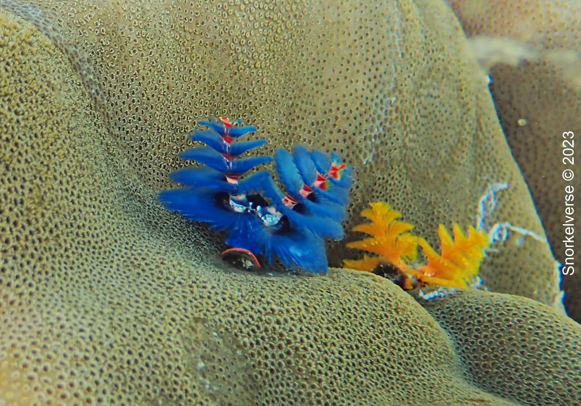 Christmas Tree Worms