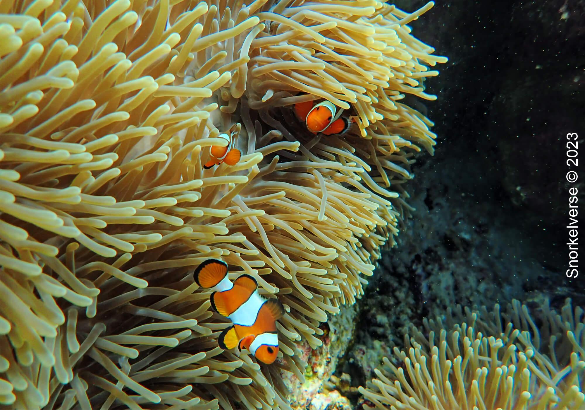 Clownfish Koh Rok Noi 1