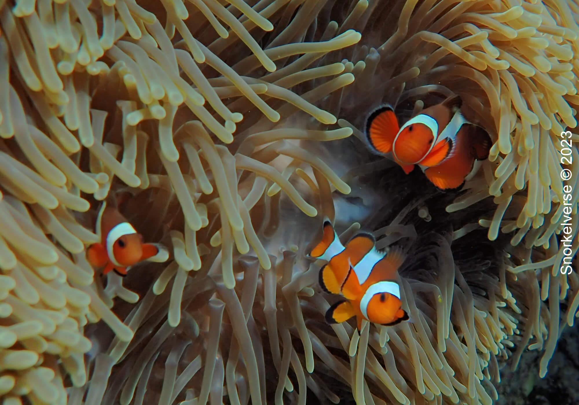A family of Oscellaris Clownfish