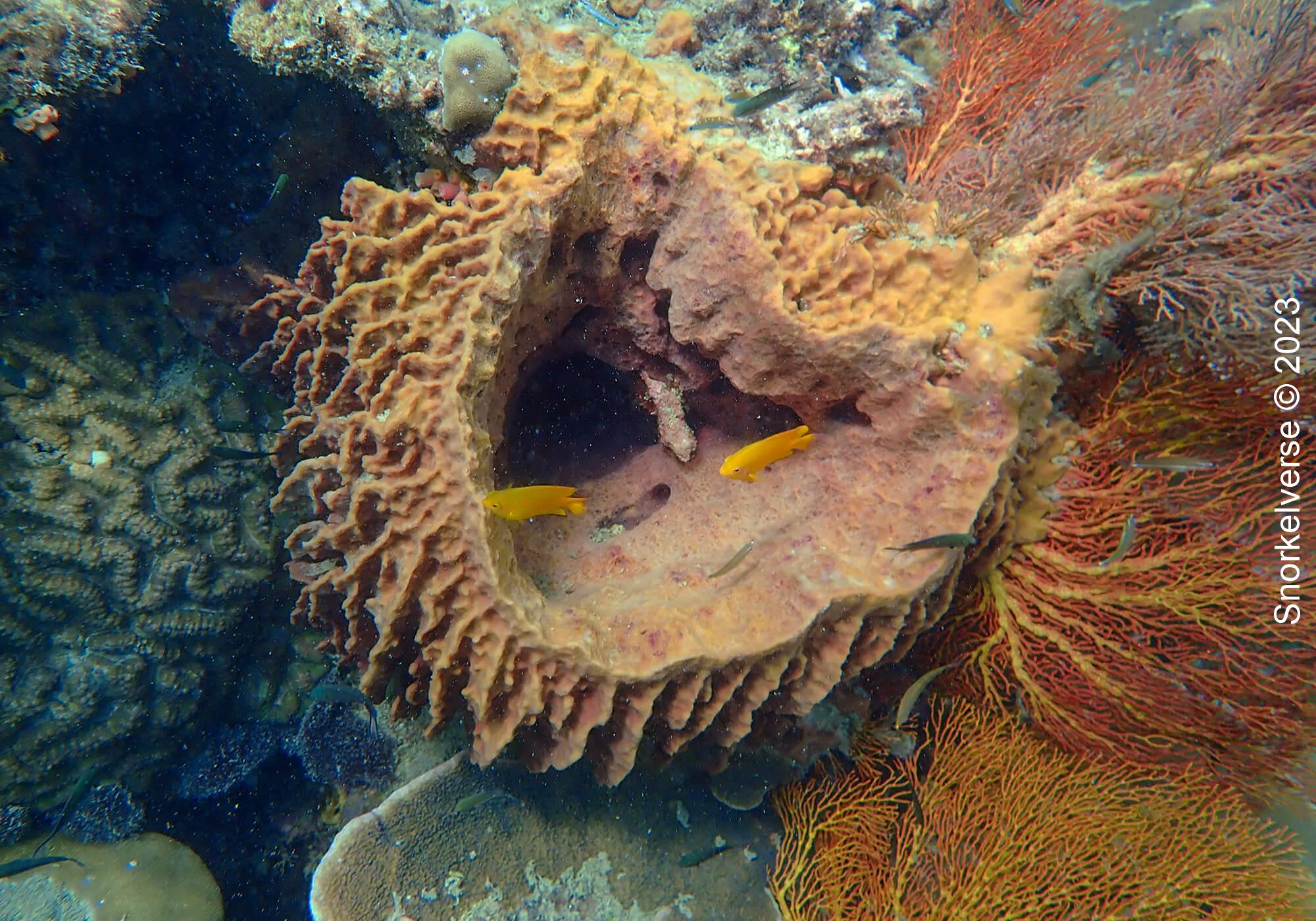 Coral Bamboo Island