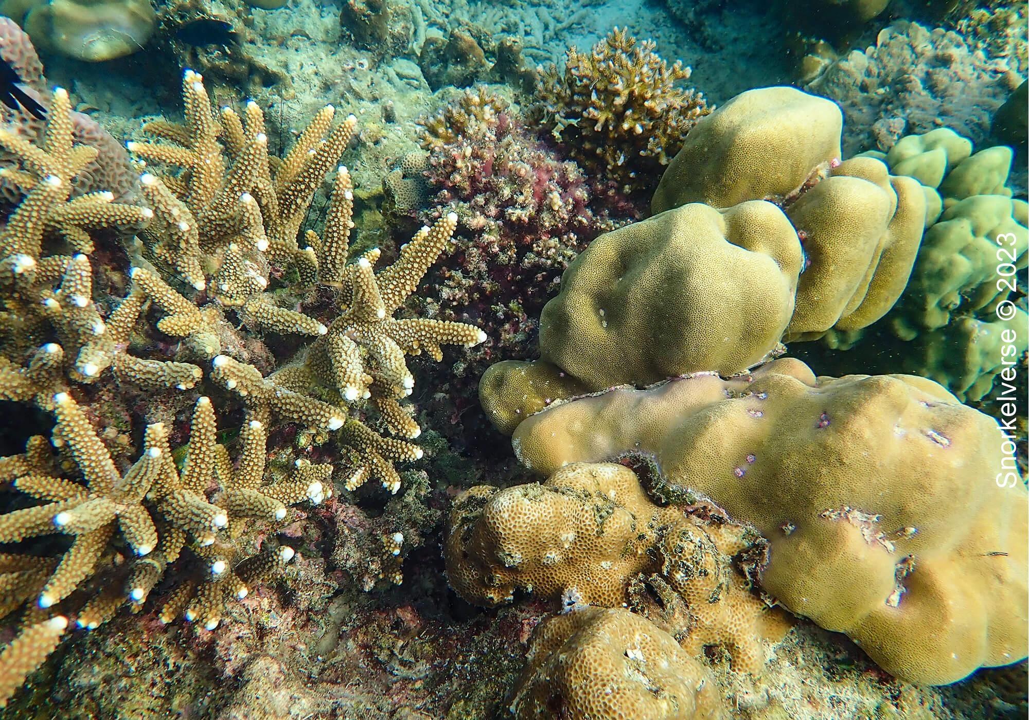 Snorkeling with Leopard Sharks' at Loh Lana Bay, Phi Phi Islands 29 Coral Loh Lana Bay
