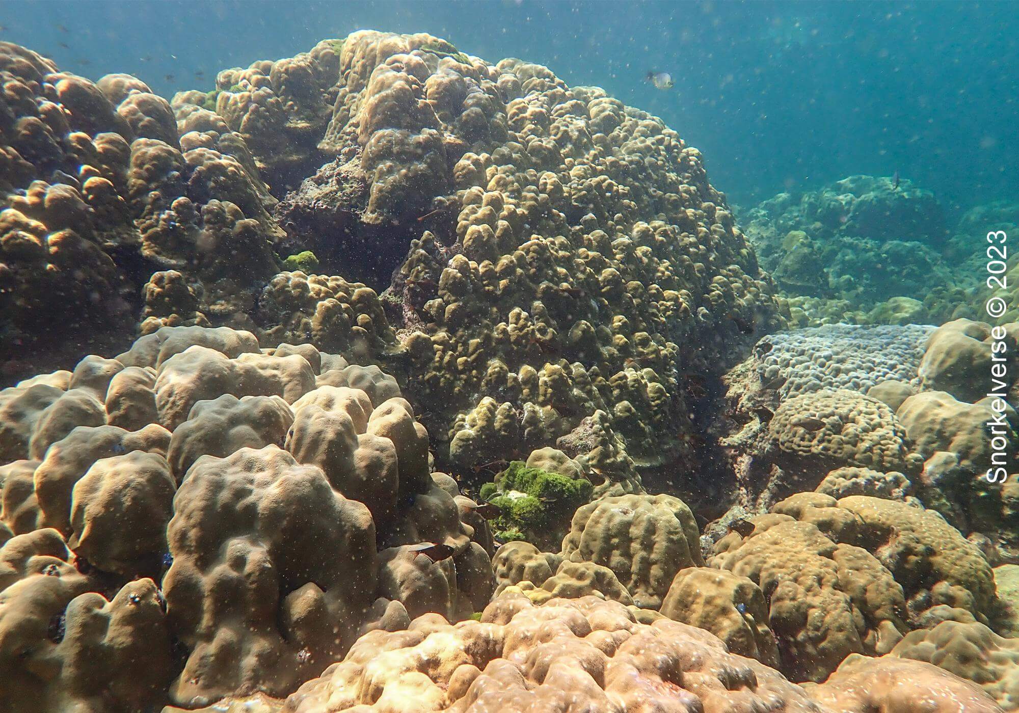 Koh Haa Coral Reef