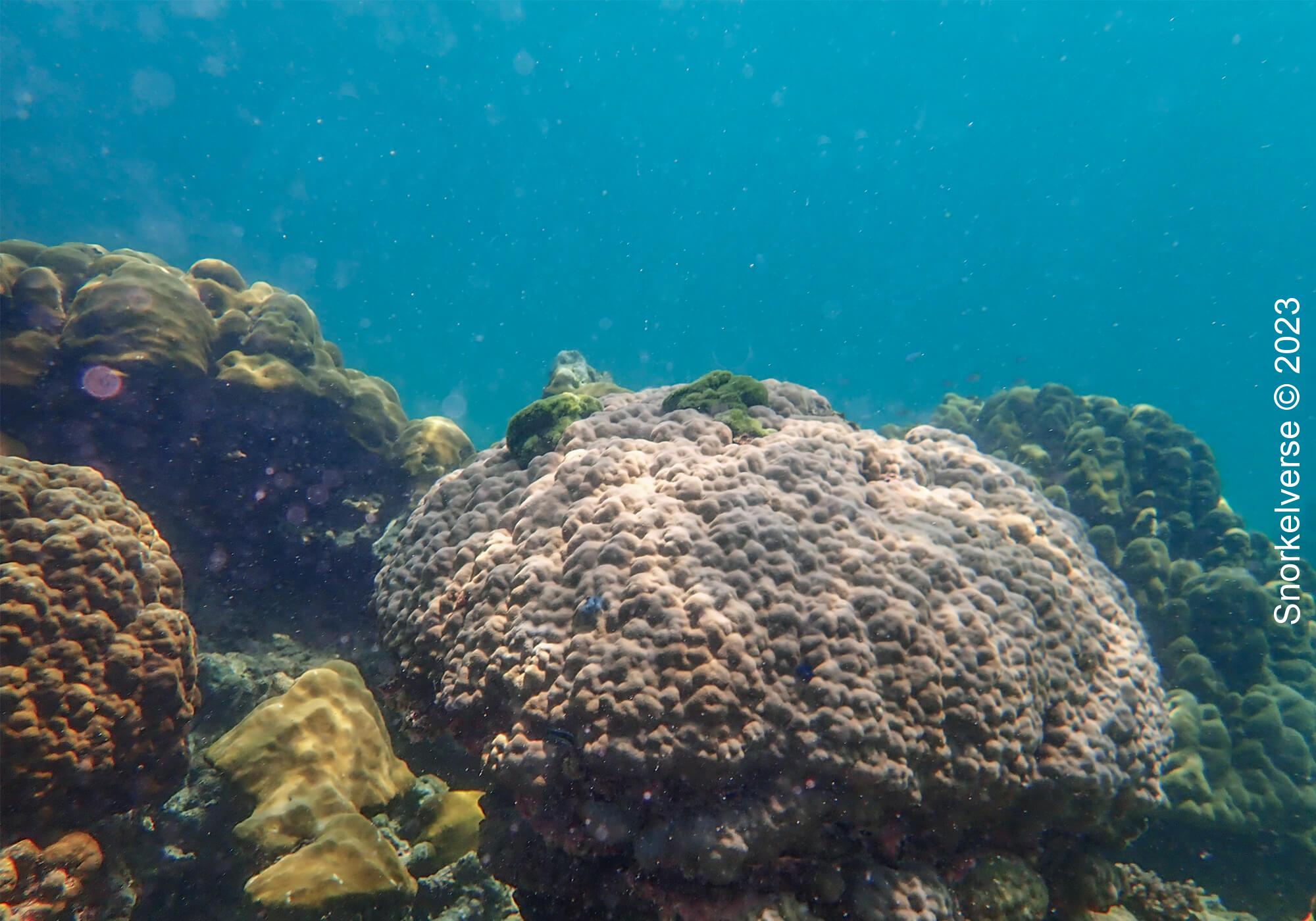 Colourful Coral Reef