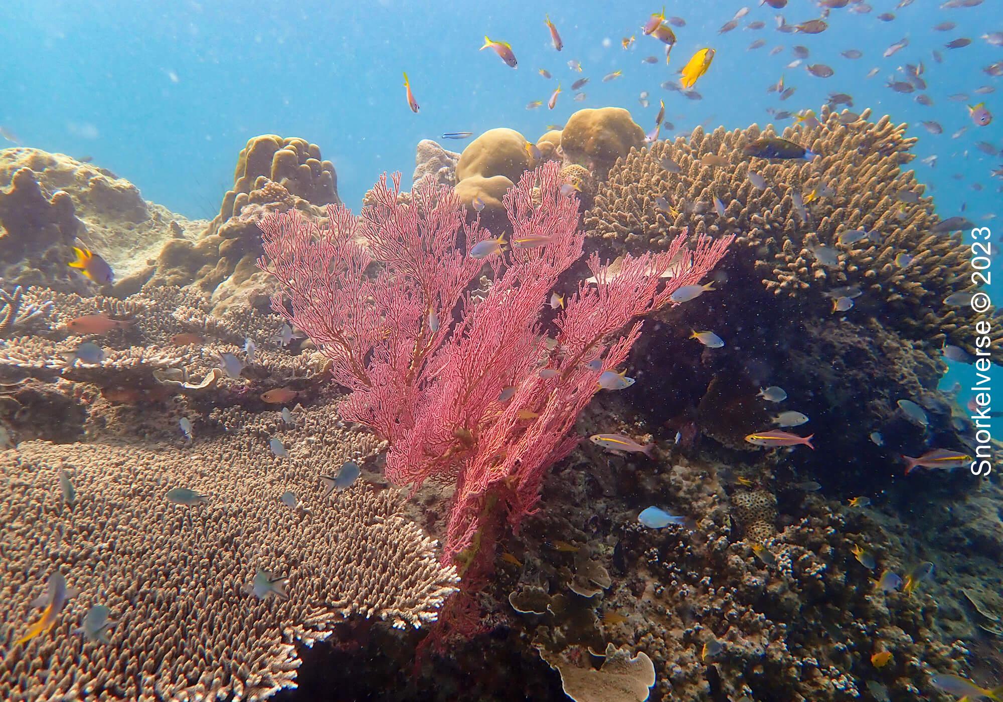Red Sea Fan Coral