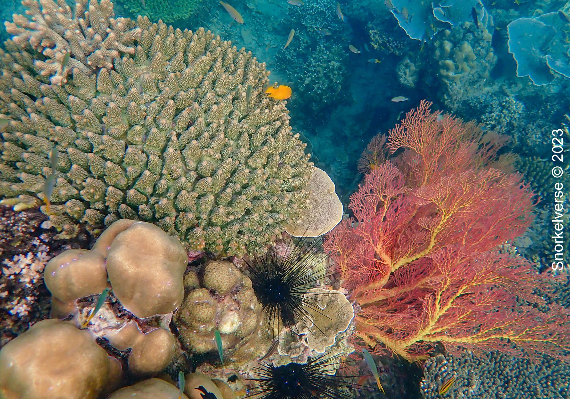 Red Sea Fan, Coral Reef, Loh Lana