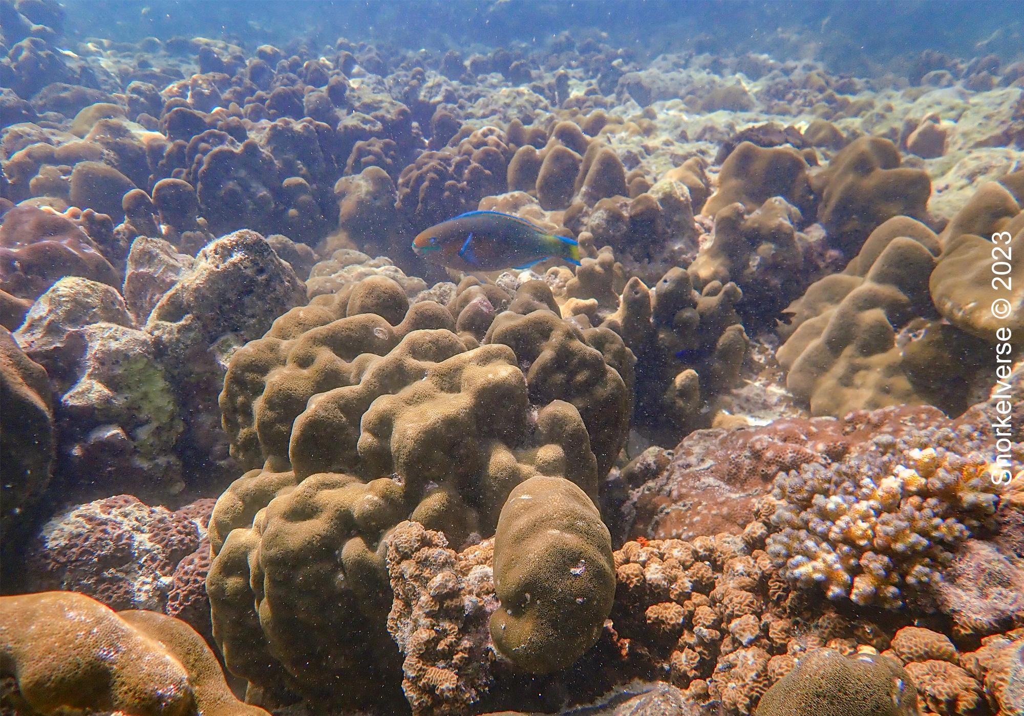 Boulder Coral Reef