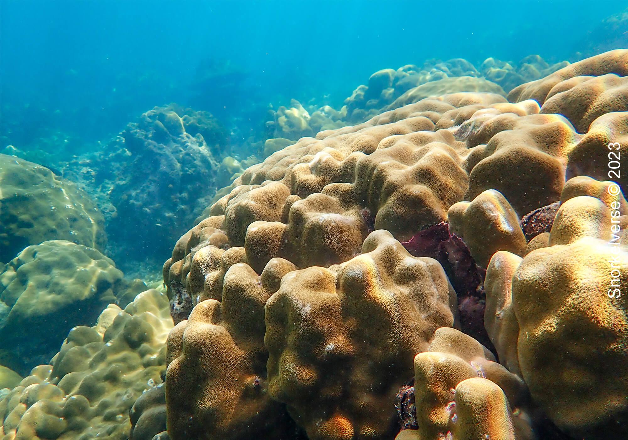 Boulder Coral Reef running along Pileh Lagoon