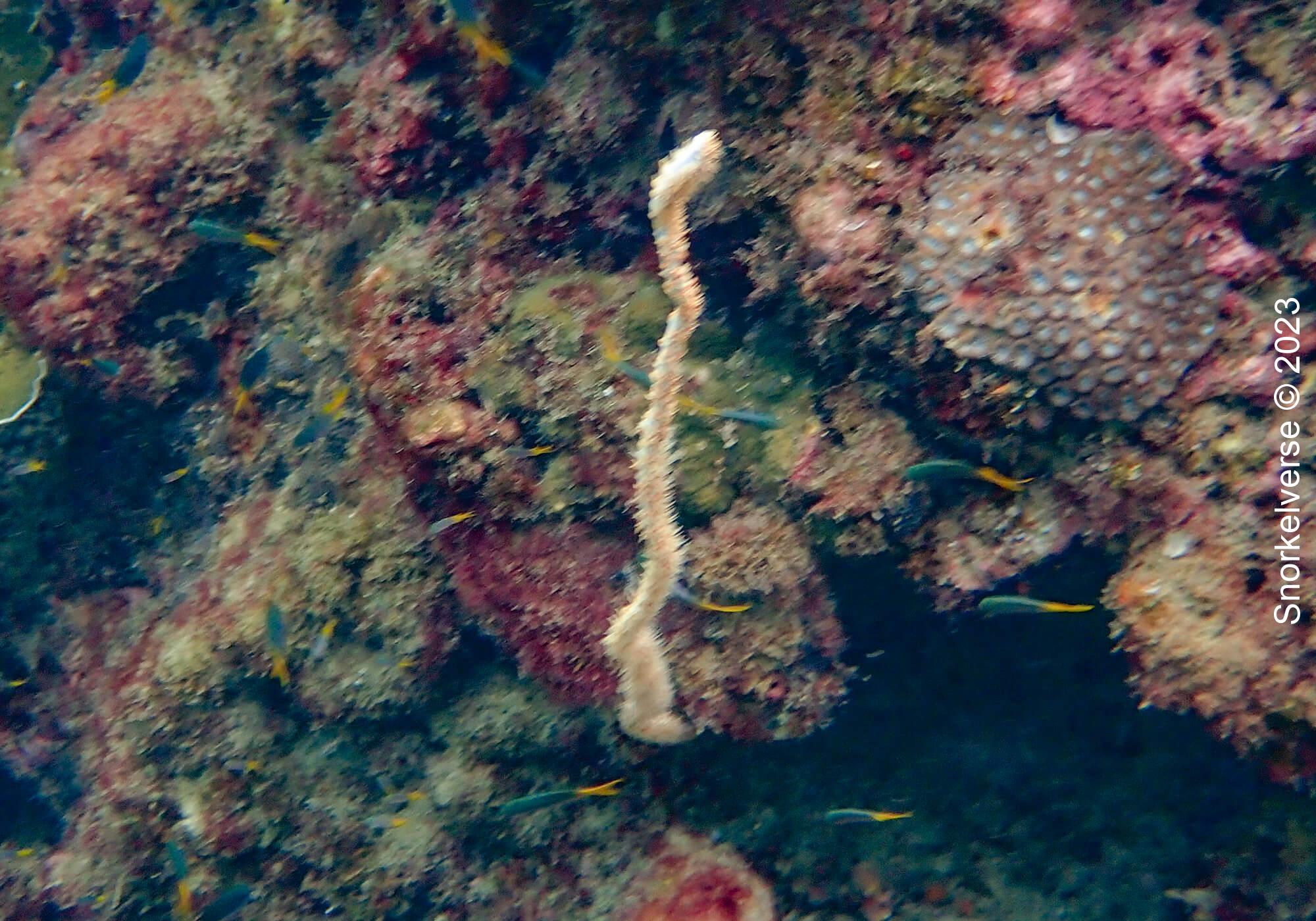 Delicate Whip Coral